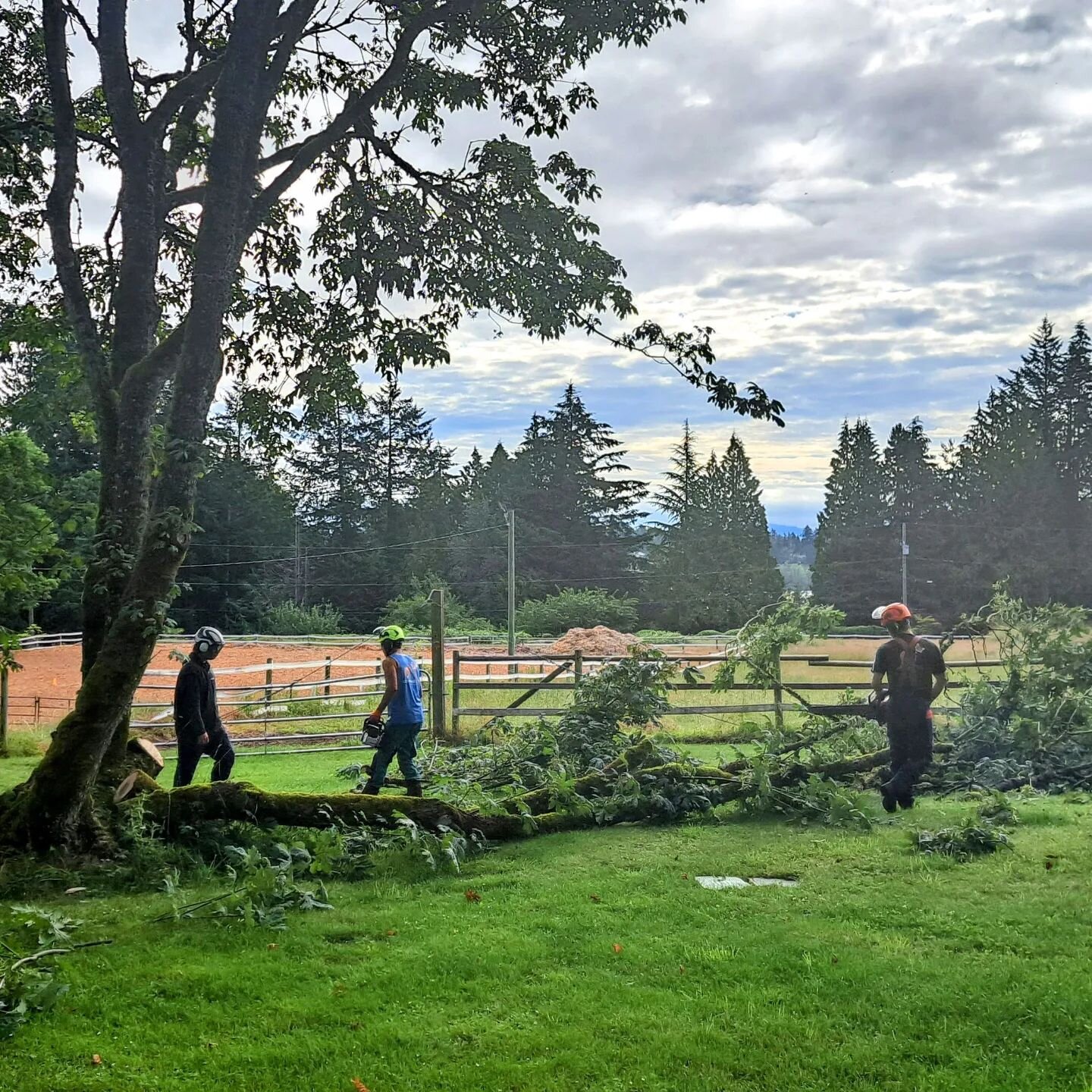 Talk about an excellent team-build day on the farm!
Lots of drops with great opportunitys to practice various felling techiques😎.
Smashed out 25 Maples and Alders.
Perfect day the meet the weekend while finishing off another busy week!
Good job team