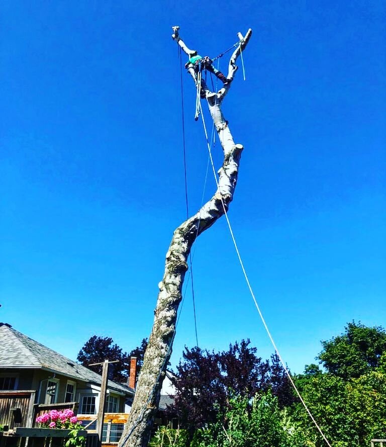 Who doesn't like dismantling a gnarley Silver Birch?
Always a good workout👊🤘
Crew had a long but good one!
#perseverance #tightspaces #textbook #systematic #treeclimber #teamwork #bornforthis #yyj