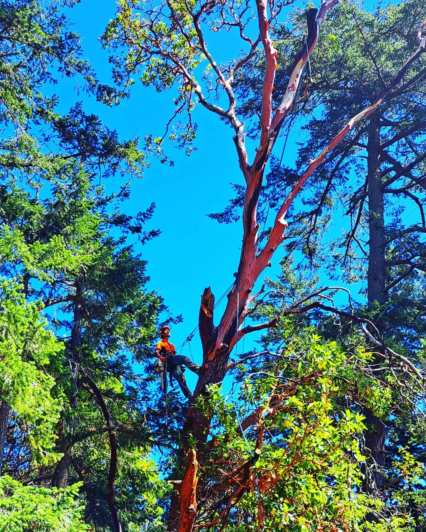 One of Friday's job, dead wooding an Arbutus showing signs of lightning strike.
Nice way to finish off the week.
Good job @isaacoka and team😎🤠🥳

#treesurgeon #treeservice #livetoclimb #summervibes #yyj #pnw #tgif