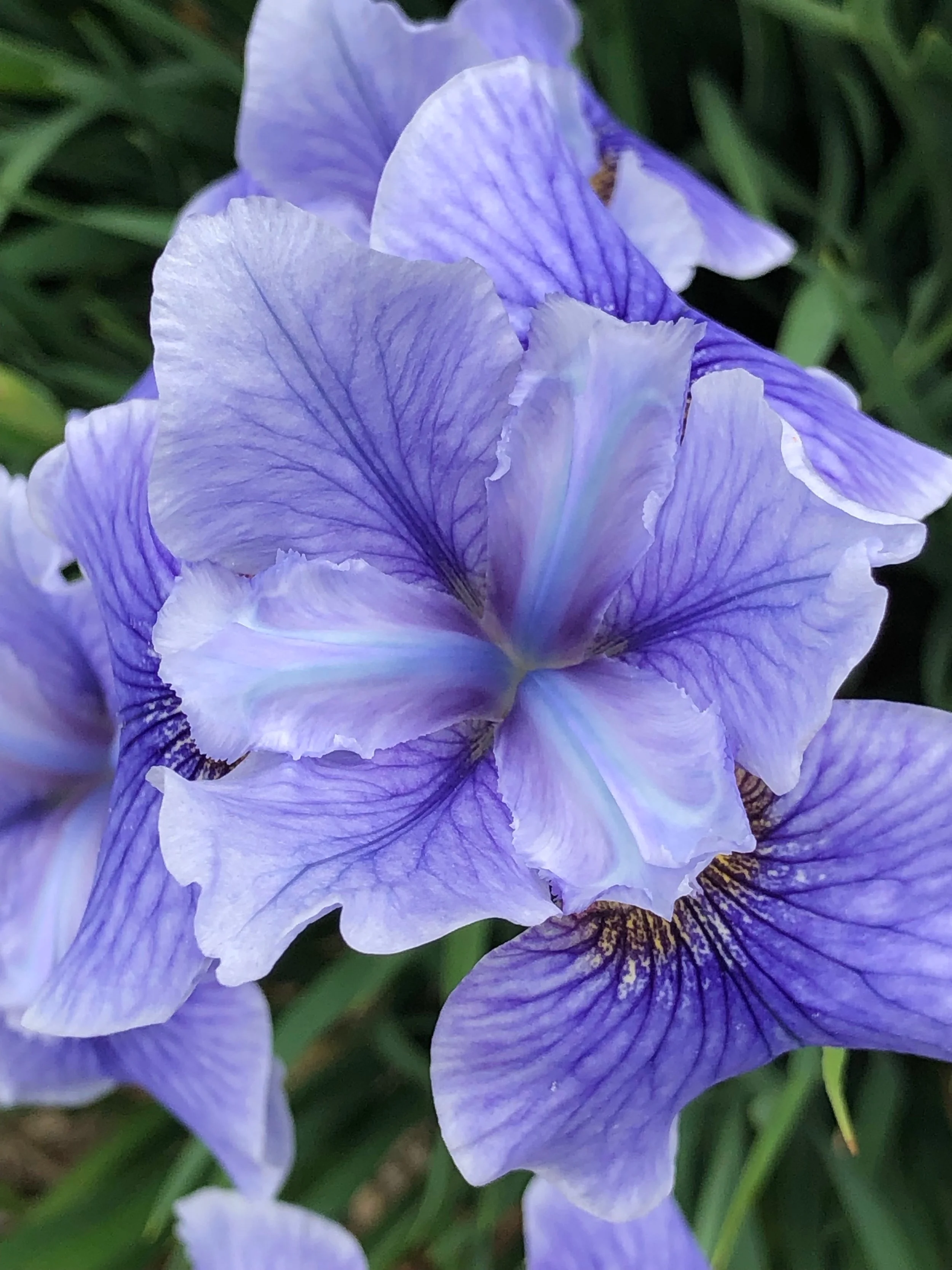 “A flower blossoms for its own joy” Oscar Wilde