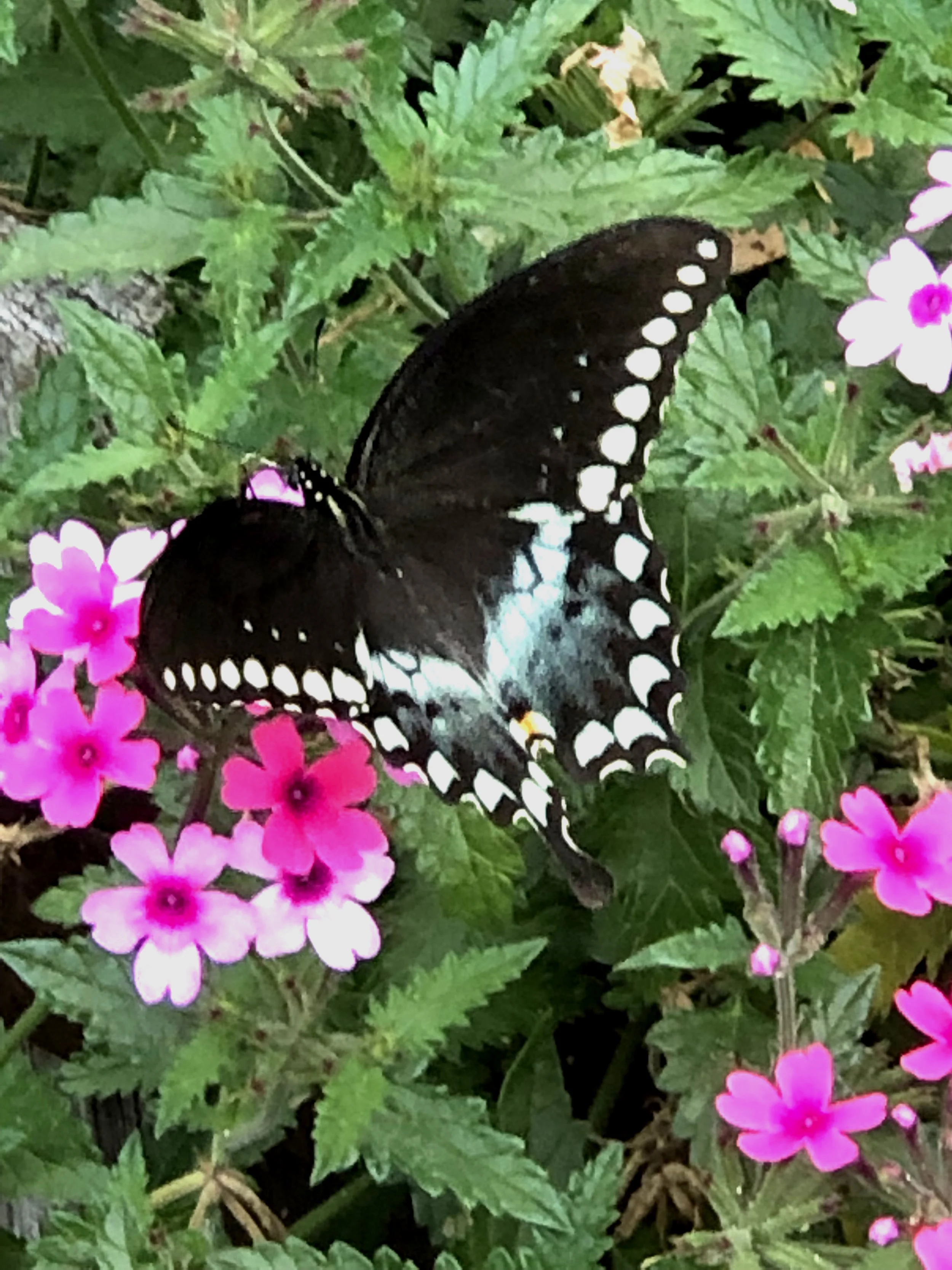 “The butterfly and being in the present moment”