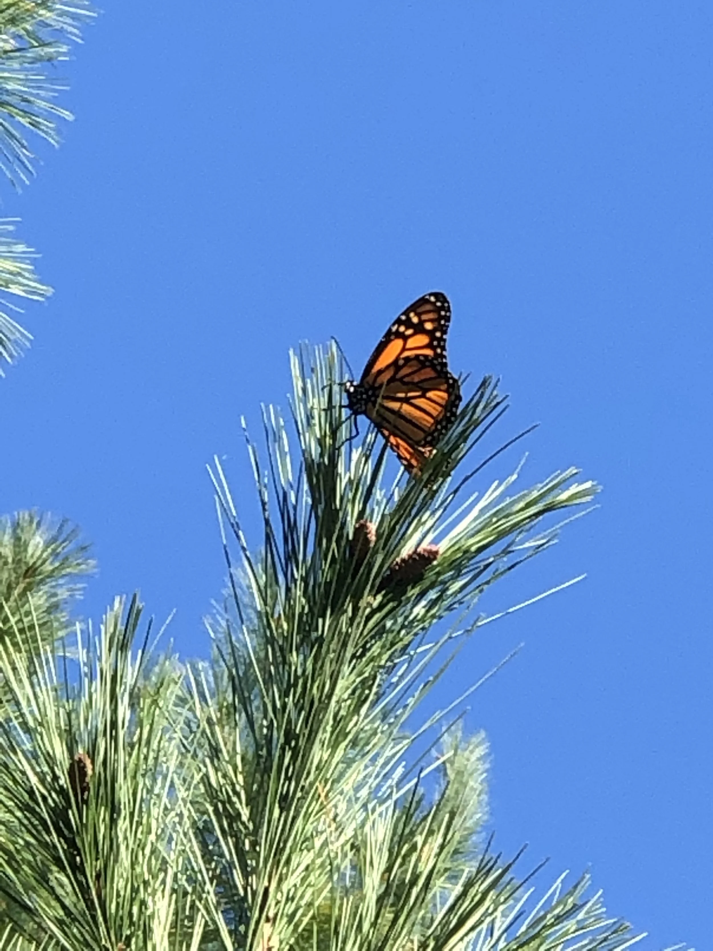 “The butterfly counts not months but moments and has time enough” Rabindranath Tagore