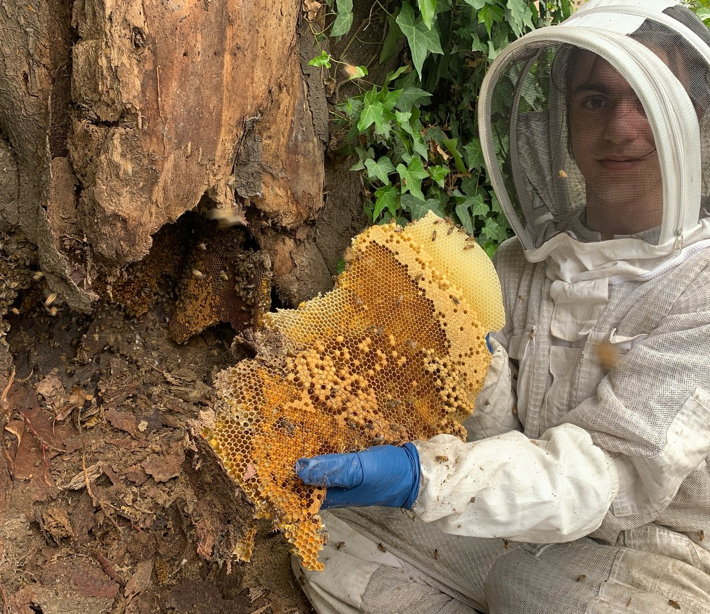 Nice work, Niko

Do you have #bees trespassing on your property? Text us at 323-487-2747 🌸 We include a jar of neighborhood honey with every removal 🍯