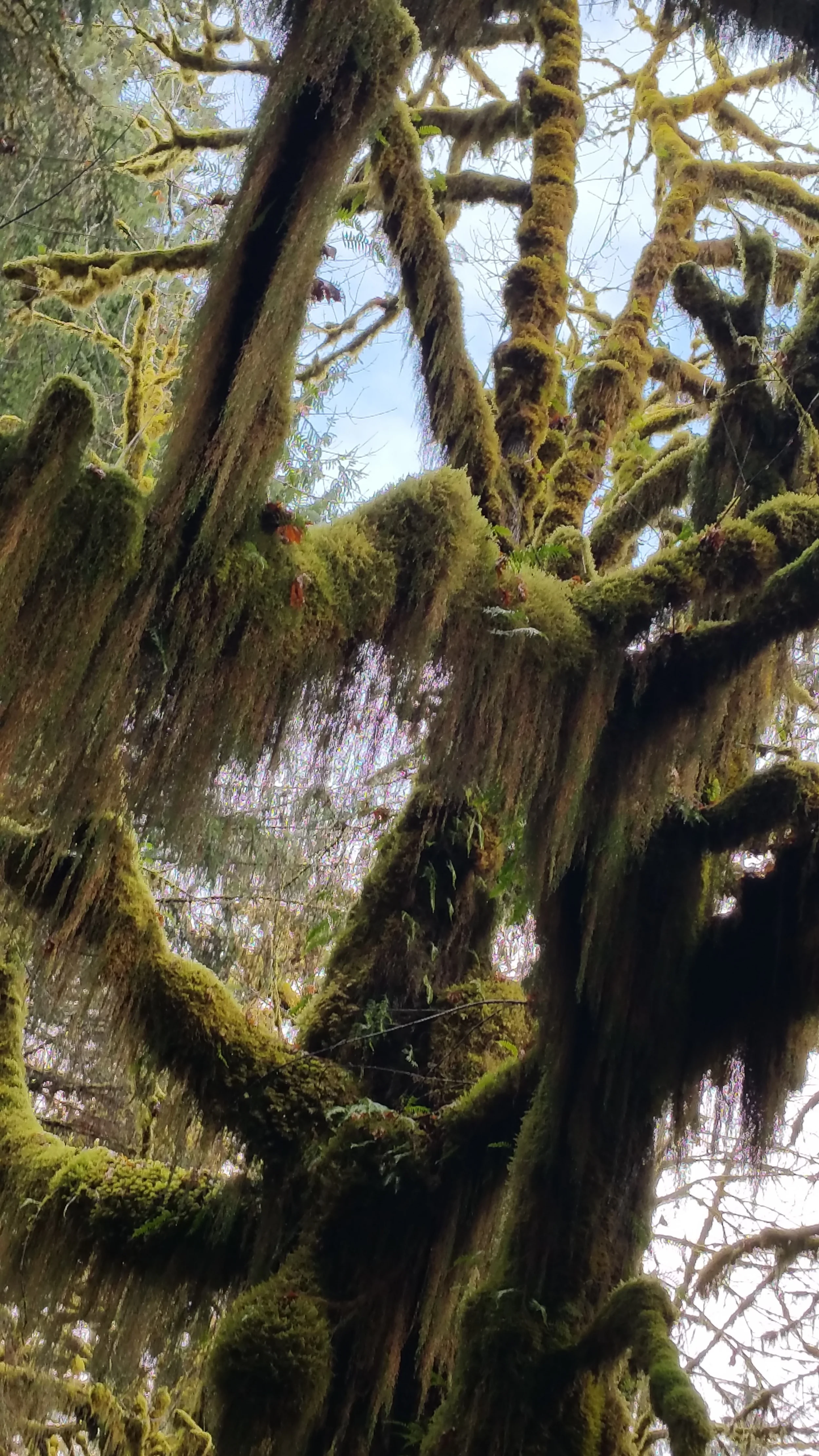 HohMossTree.jpg