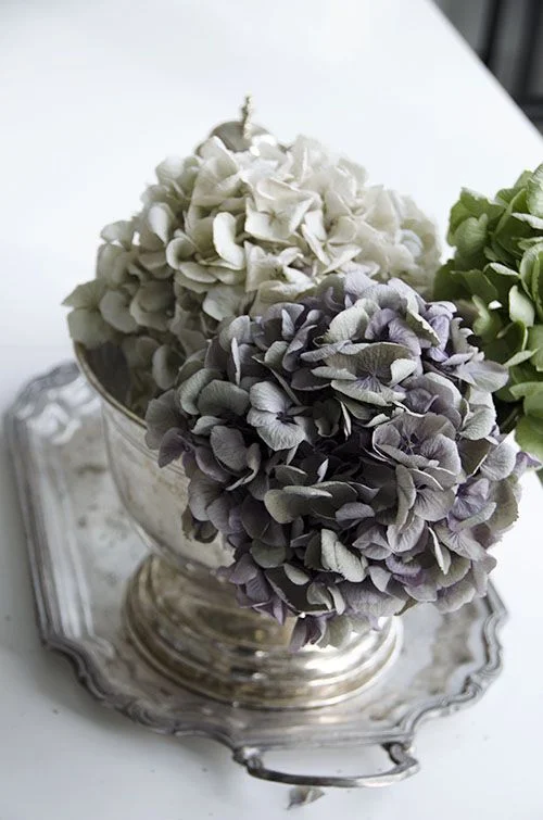 hydrangea4.jpg