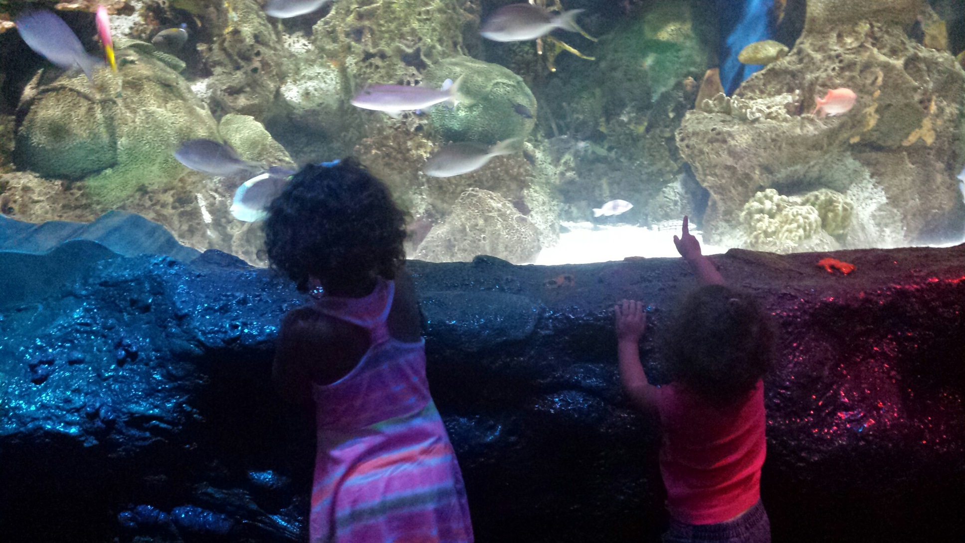 Picture of the week. Demetra and Zoe at the aquarium. i love to imagine the wonder in their eyes.