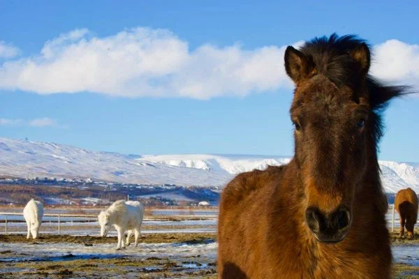 Iceland-horses.jpg