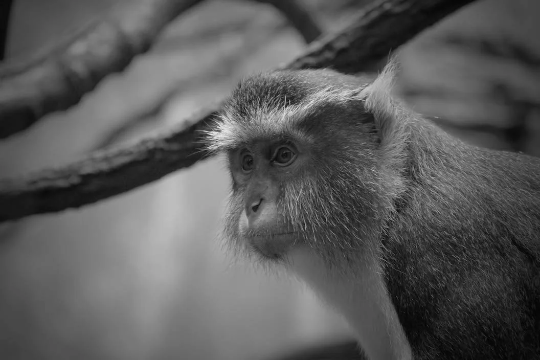 monkey_fullsize.jpg