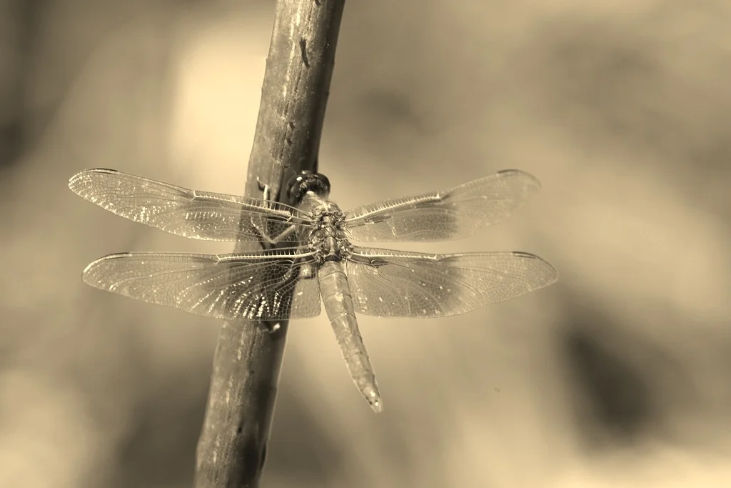 Dragonfly for Homepage.jpg