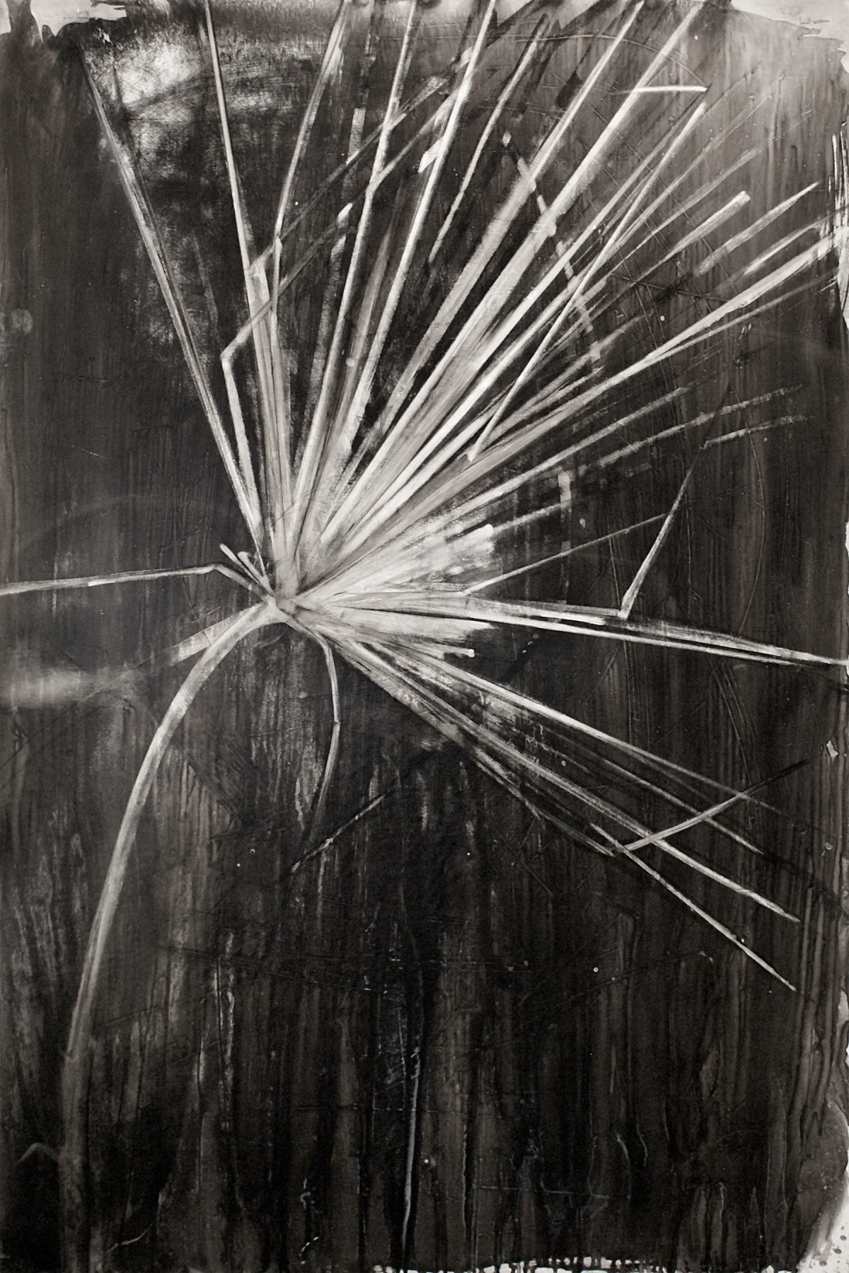 Palm