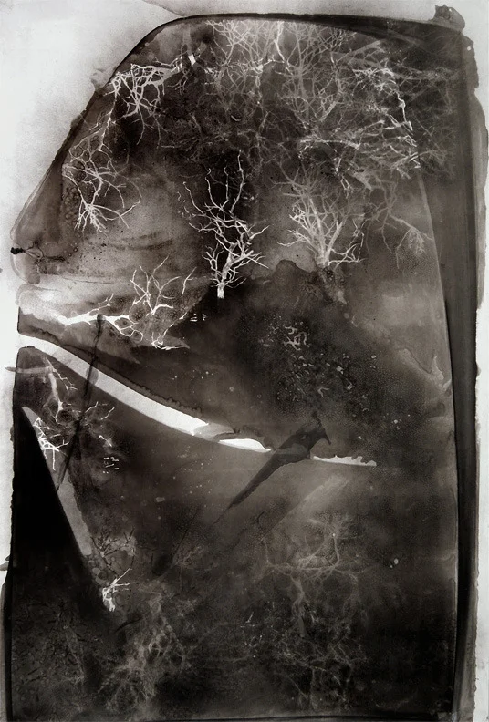 roots and limbs