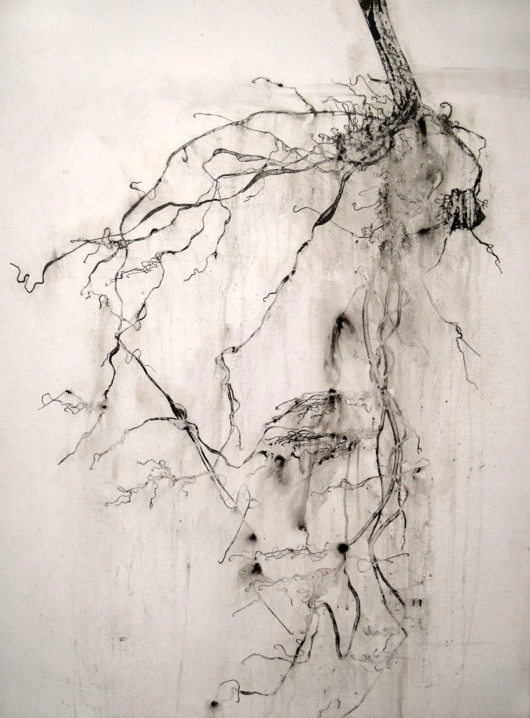 root ii 
