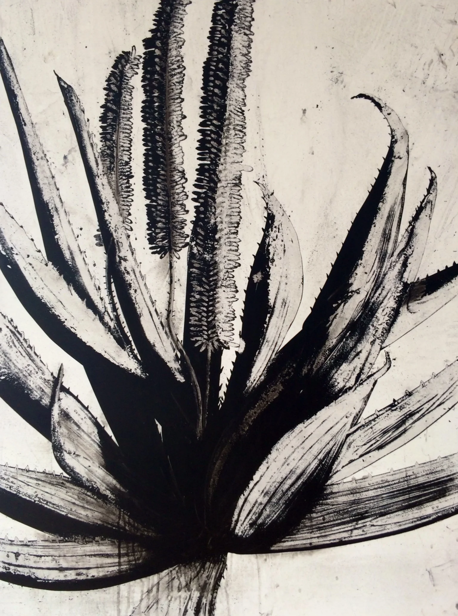 Agave