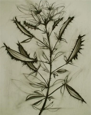 Clammy weed 2008 
