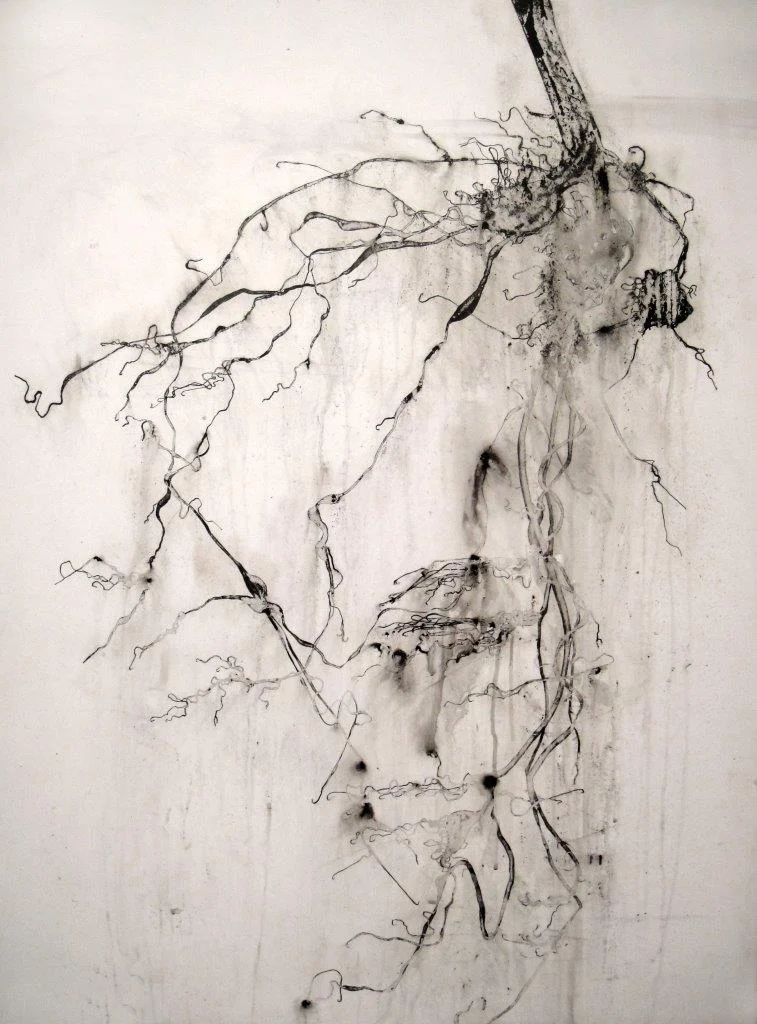 root ii 