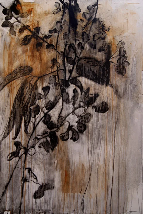   Emporer Bean ink and charcoal on vellum 60 x 40 inches 2010 
 ﻿  