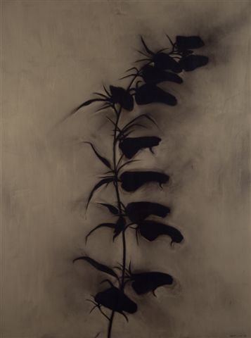   &nbsp;Fireweed II 2007 
 48"x 36&rdquo; ink and charcoal on panel  
