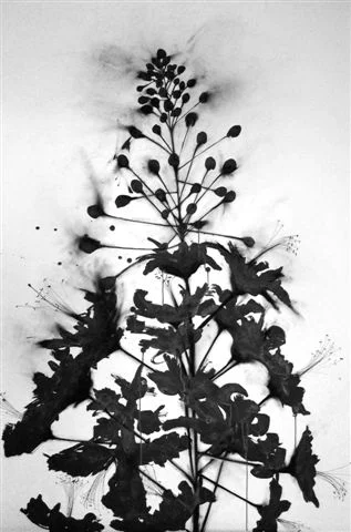  Arizona 2009  60” x 40” ink and charcoal on museum board unframed 