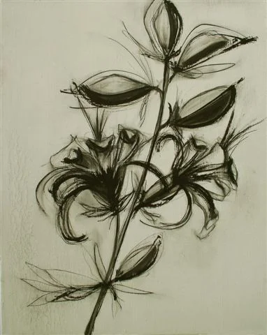 Lily 2008