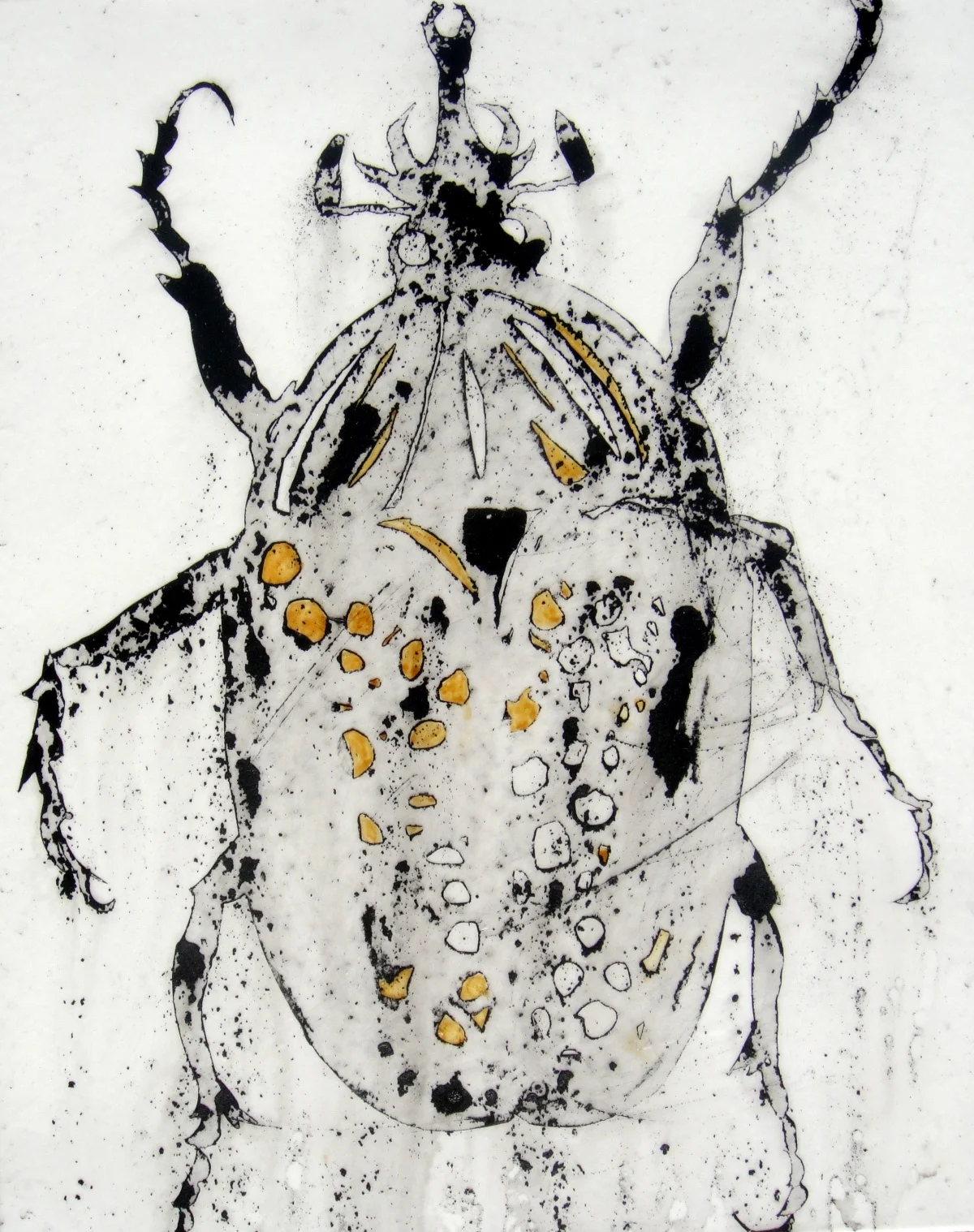 beetle I