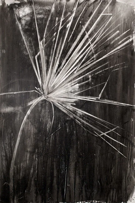   Palm II 
 60"x40" ink and charcoal on vellum on panel  