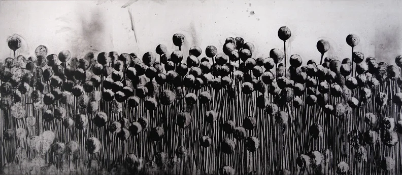 poppies