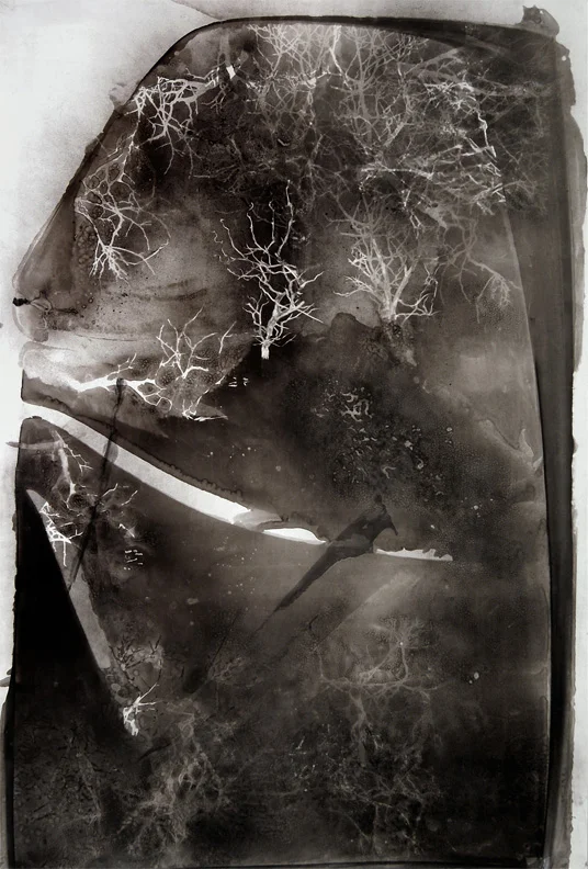 roots and limbs