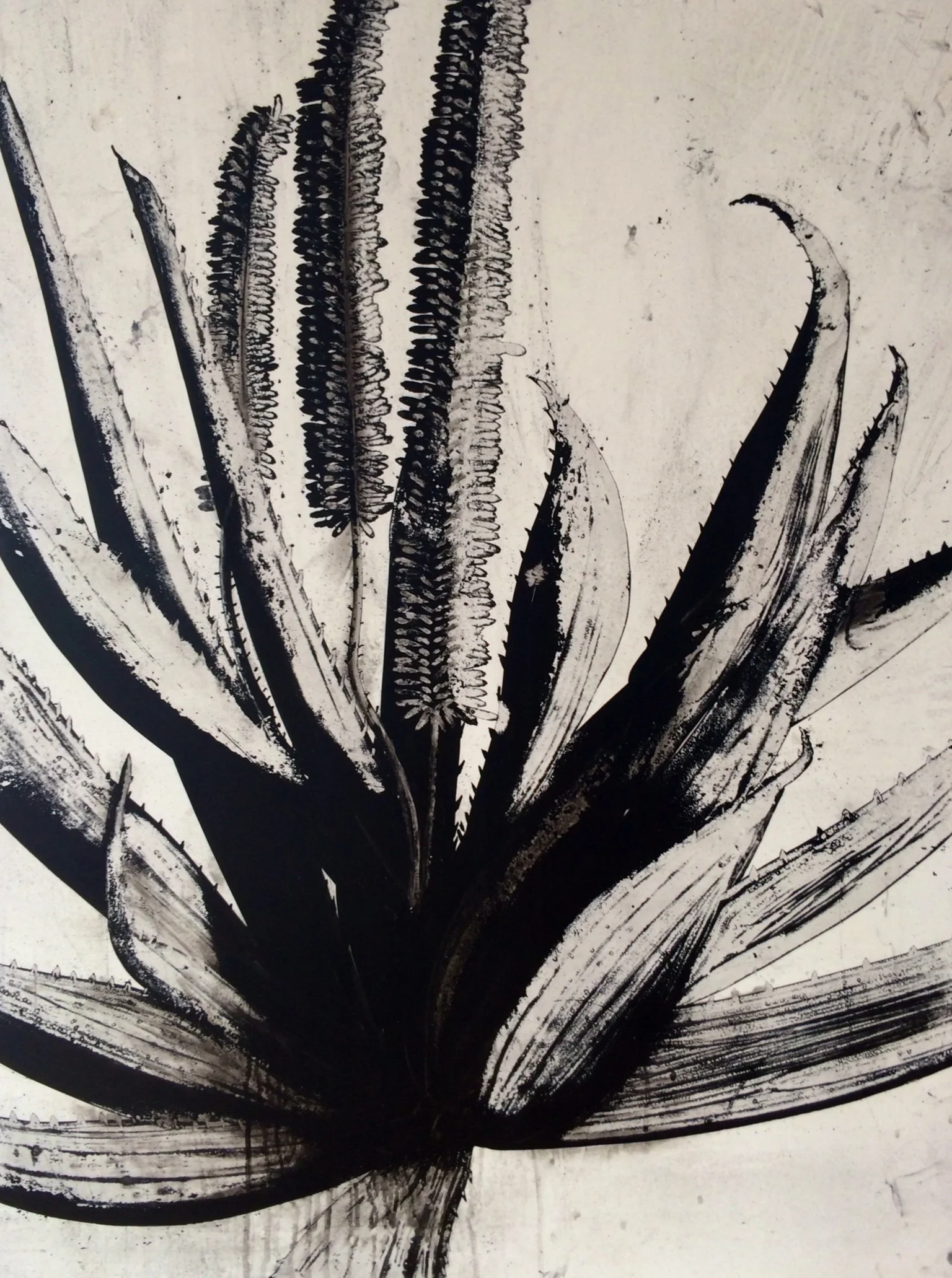 agave