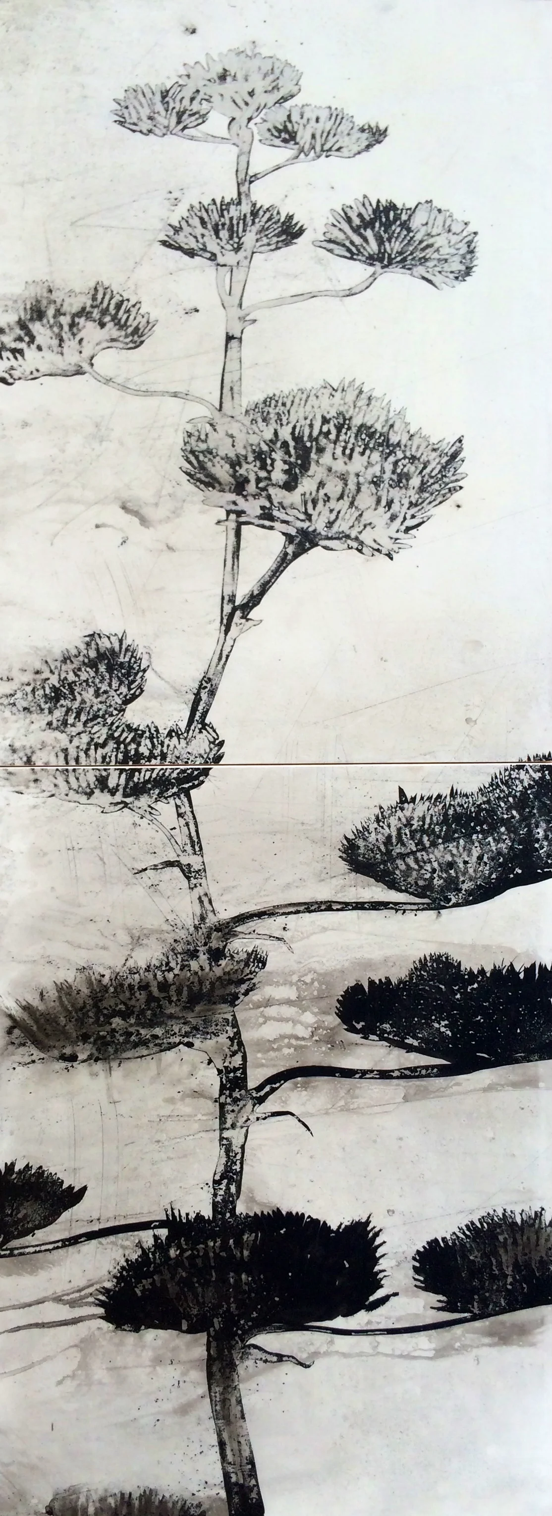 century bloom I