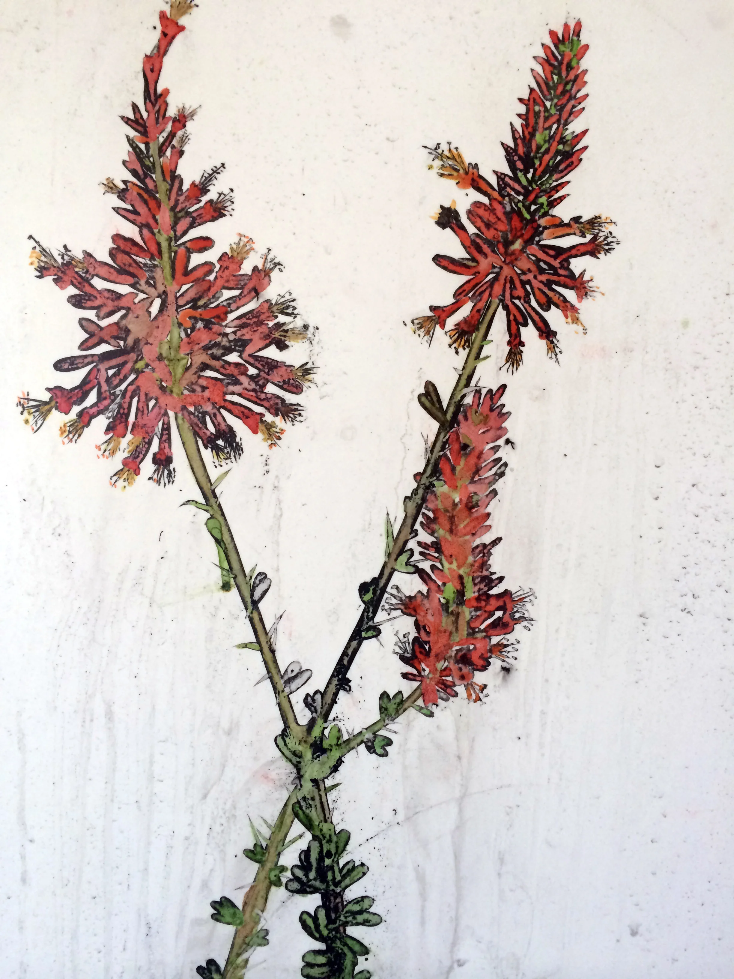 occotillo
