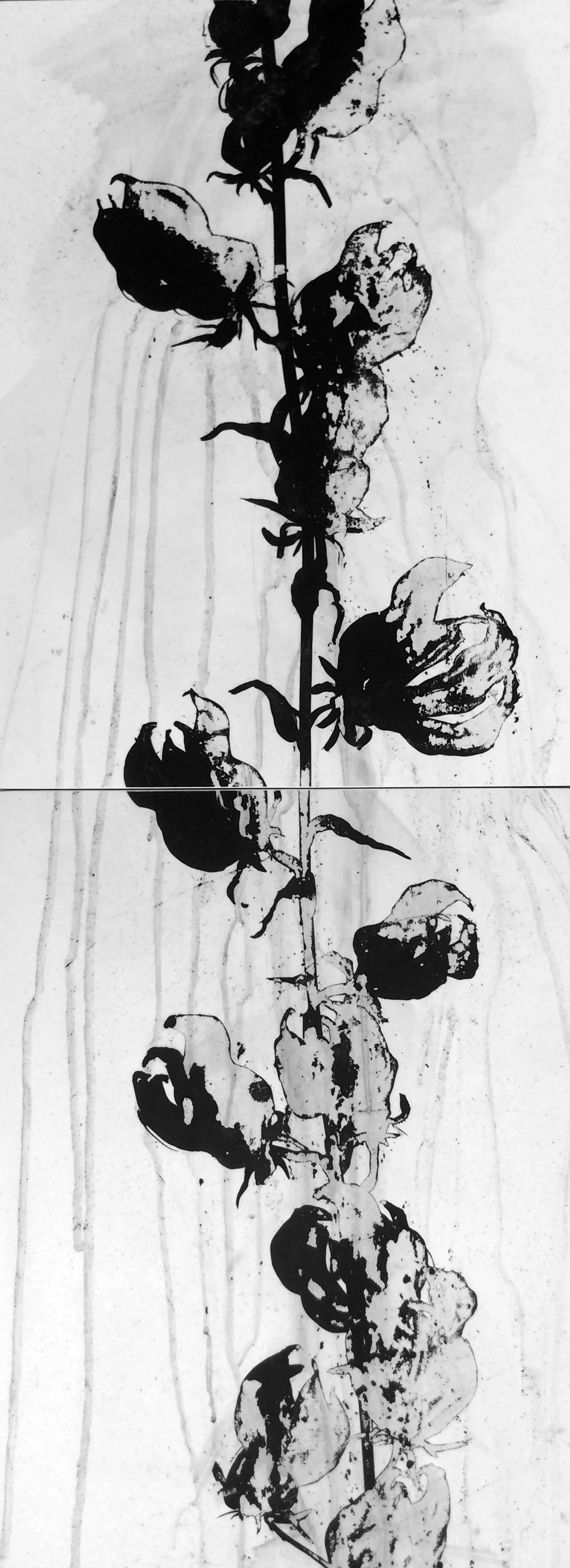 pods