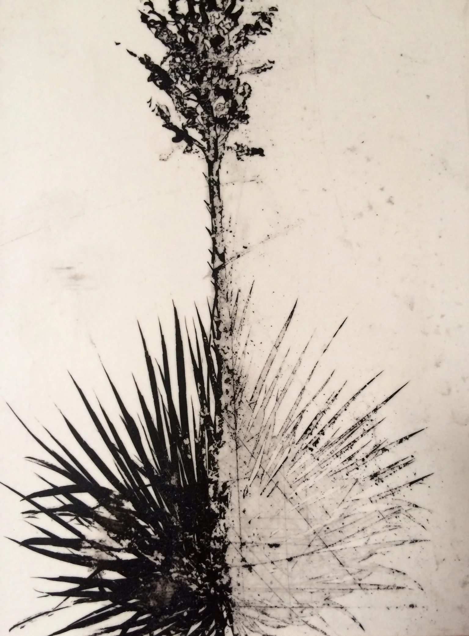 small yucca 