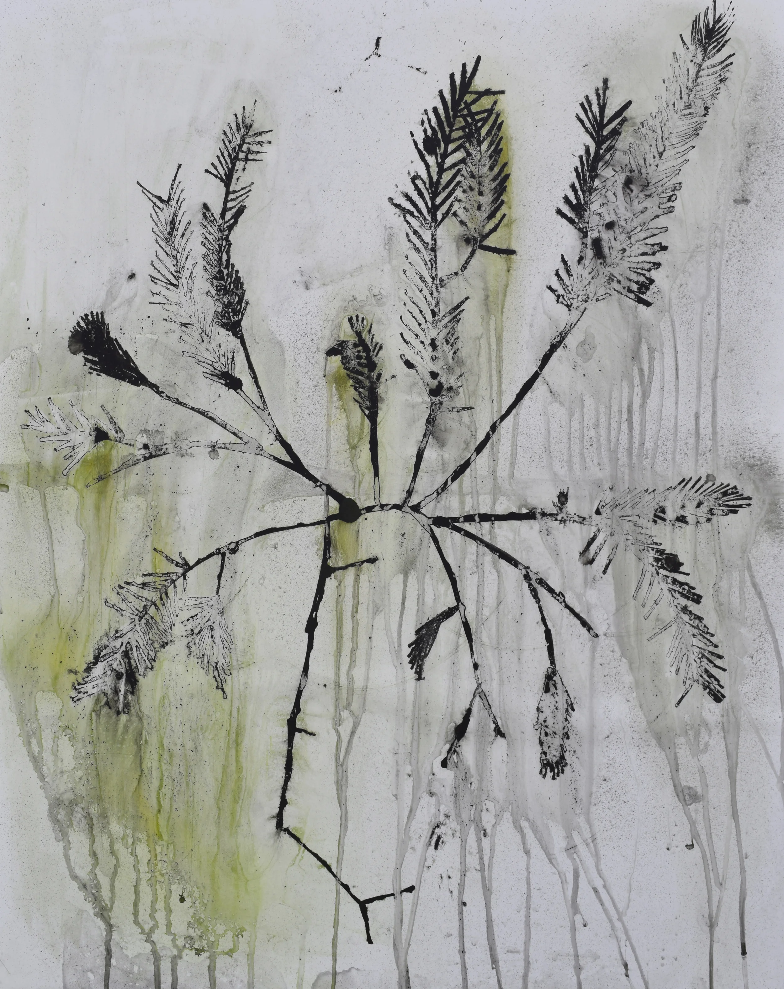seaweed study II