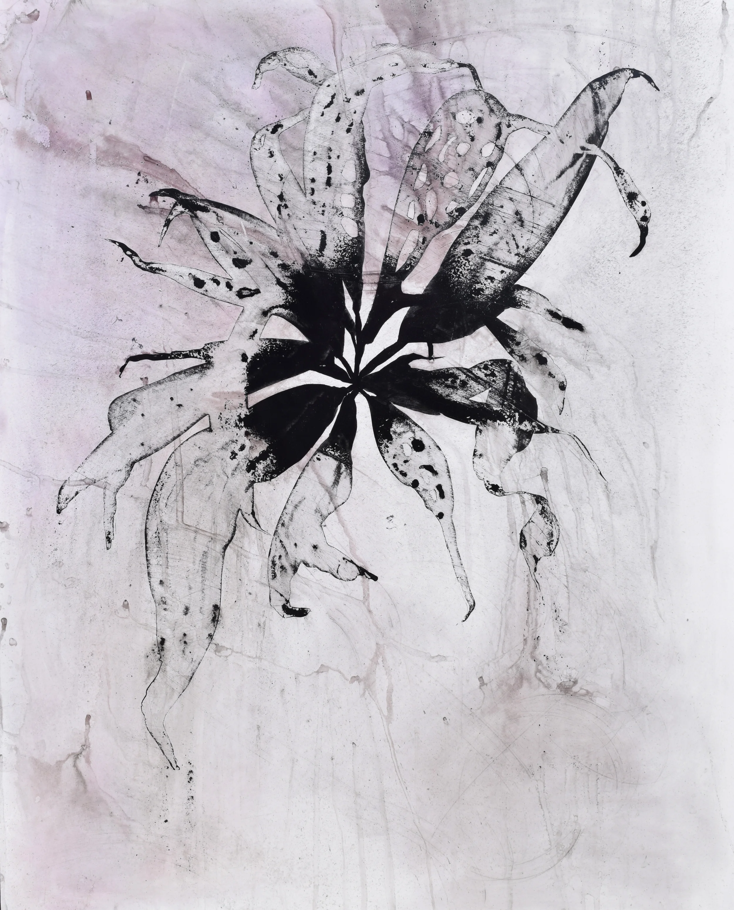 seaweed study III