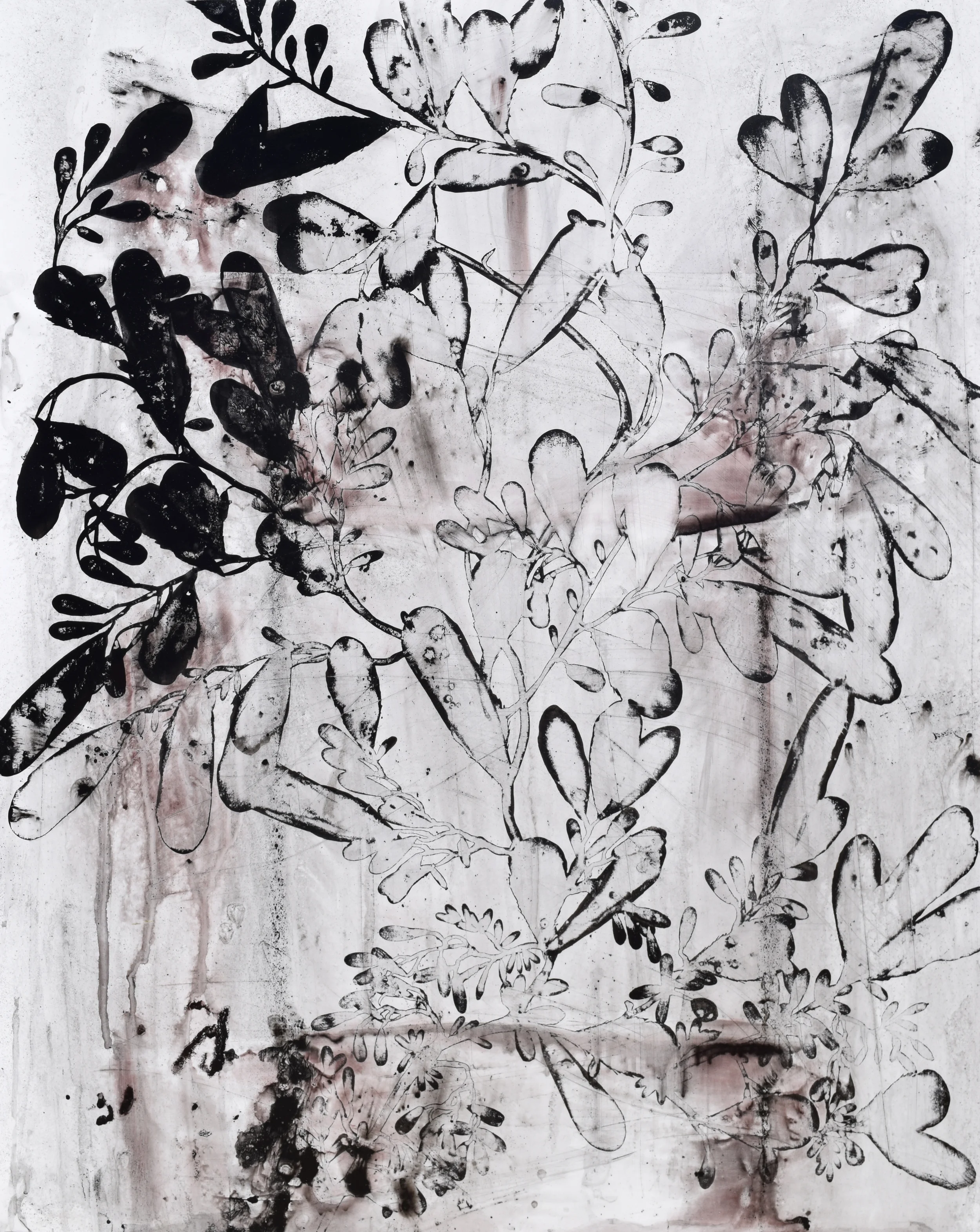 seaweed study IV