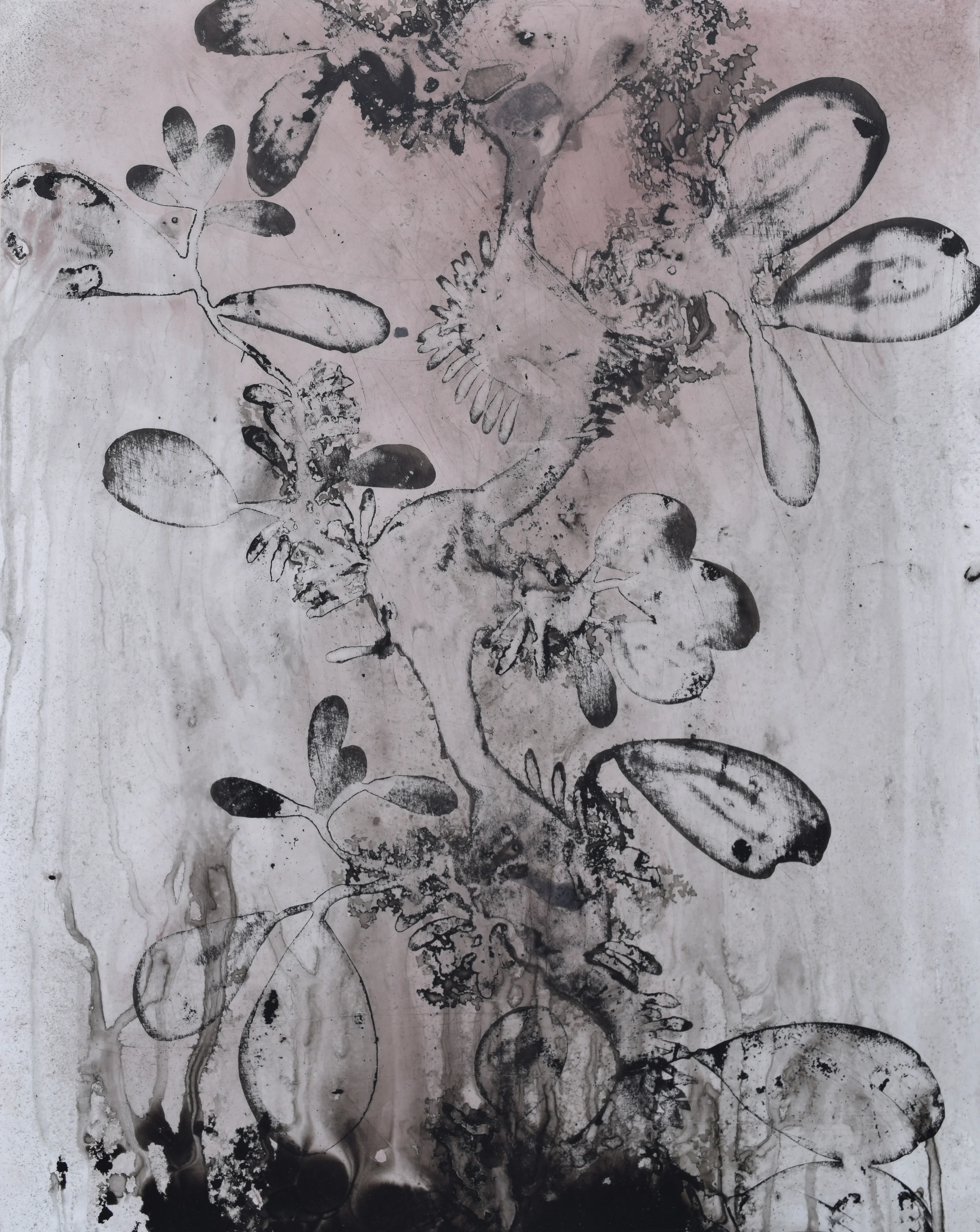 seaweed study VI