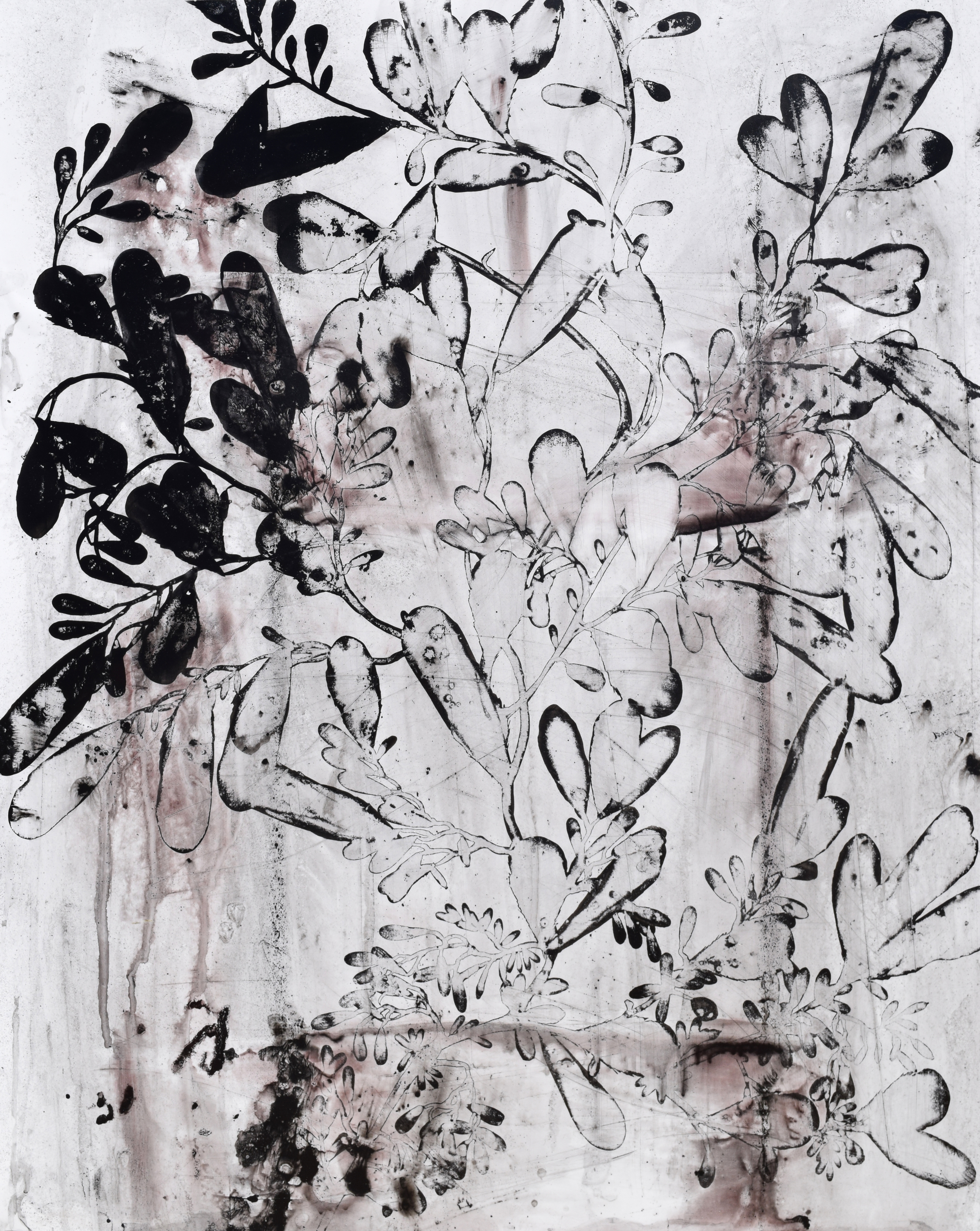 Seaweed study IV