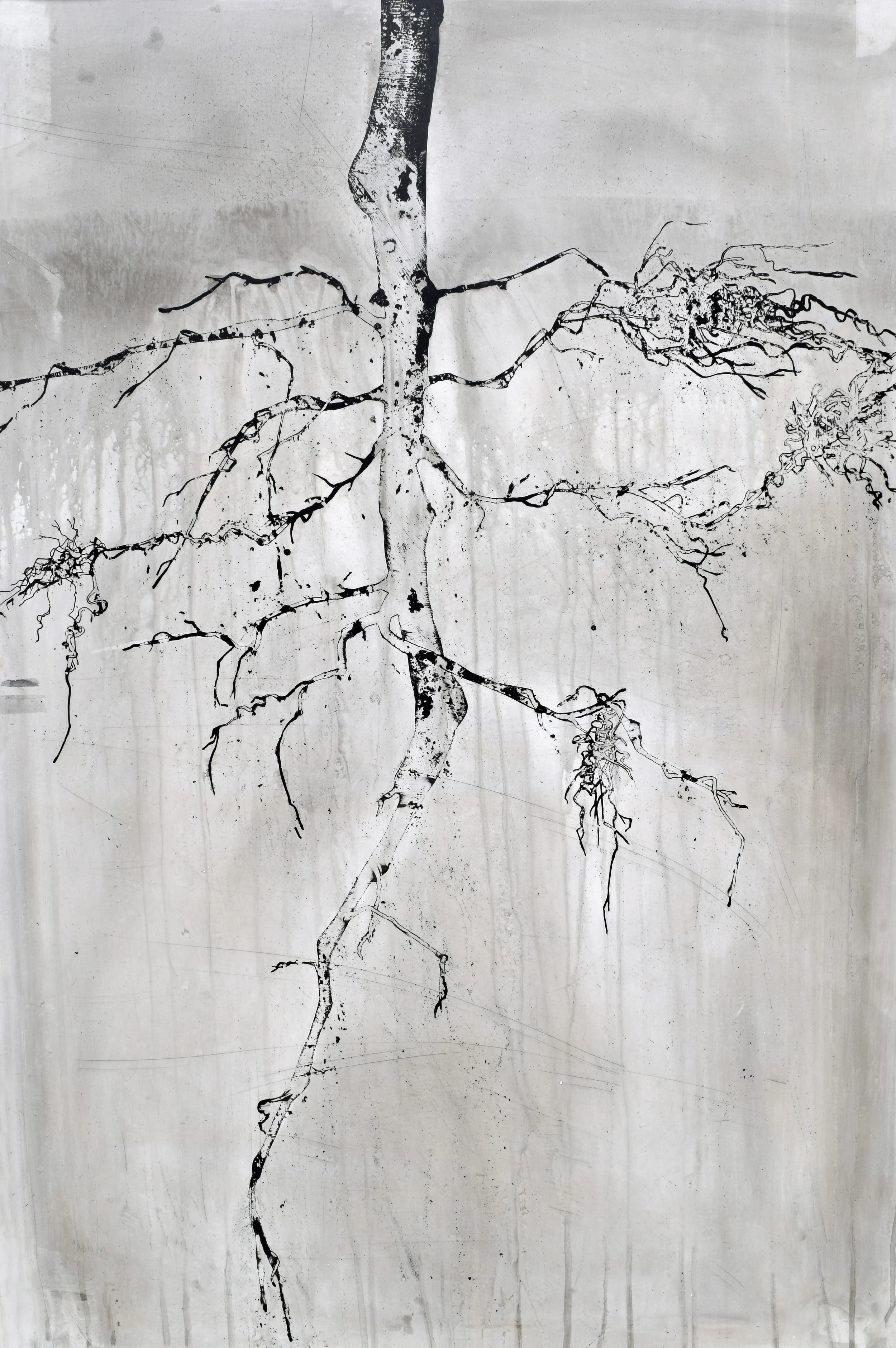 Root III
