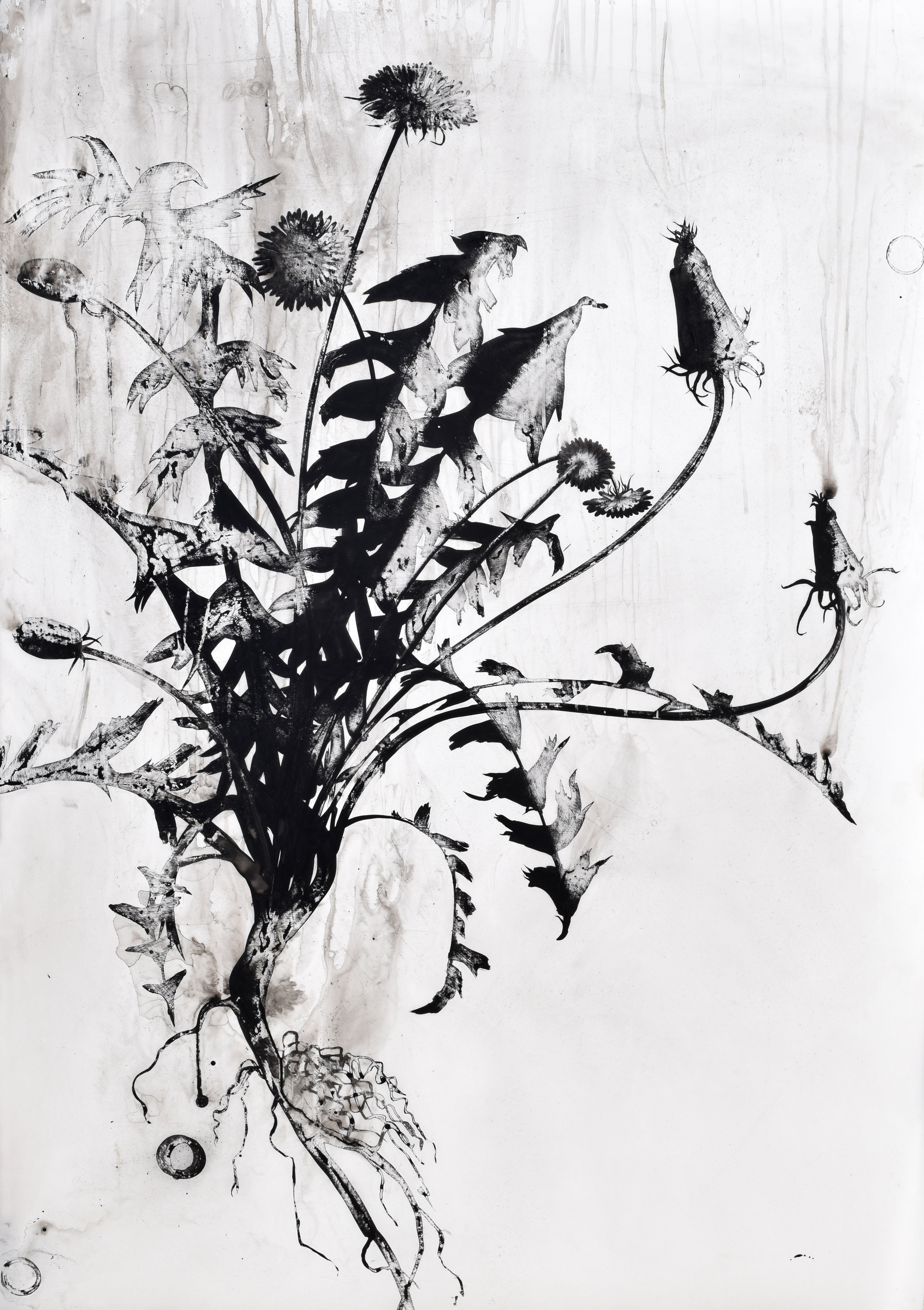 dandelion