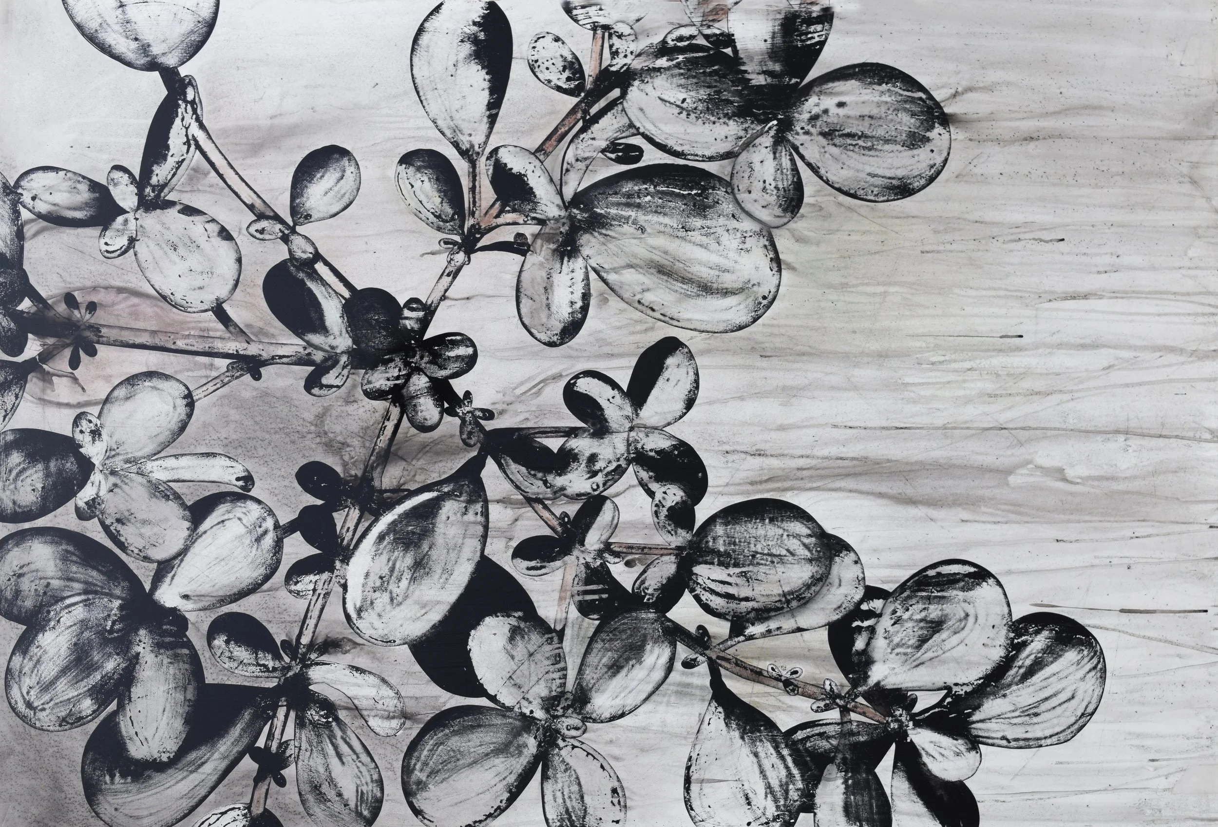 Purslane