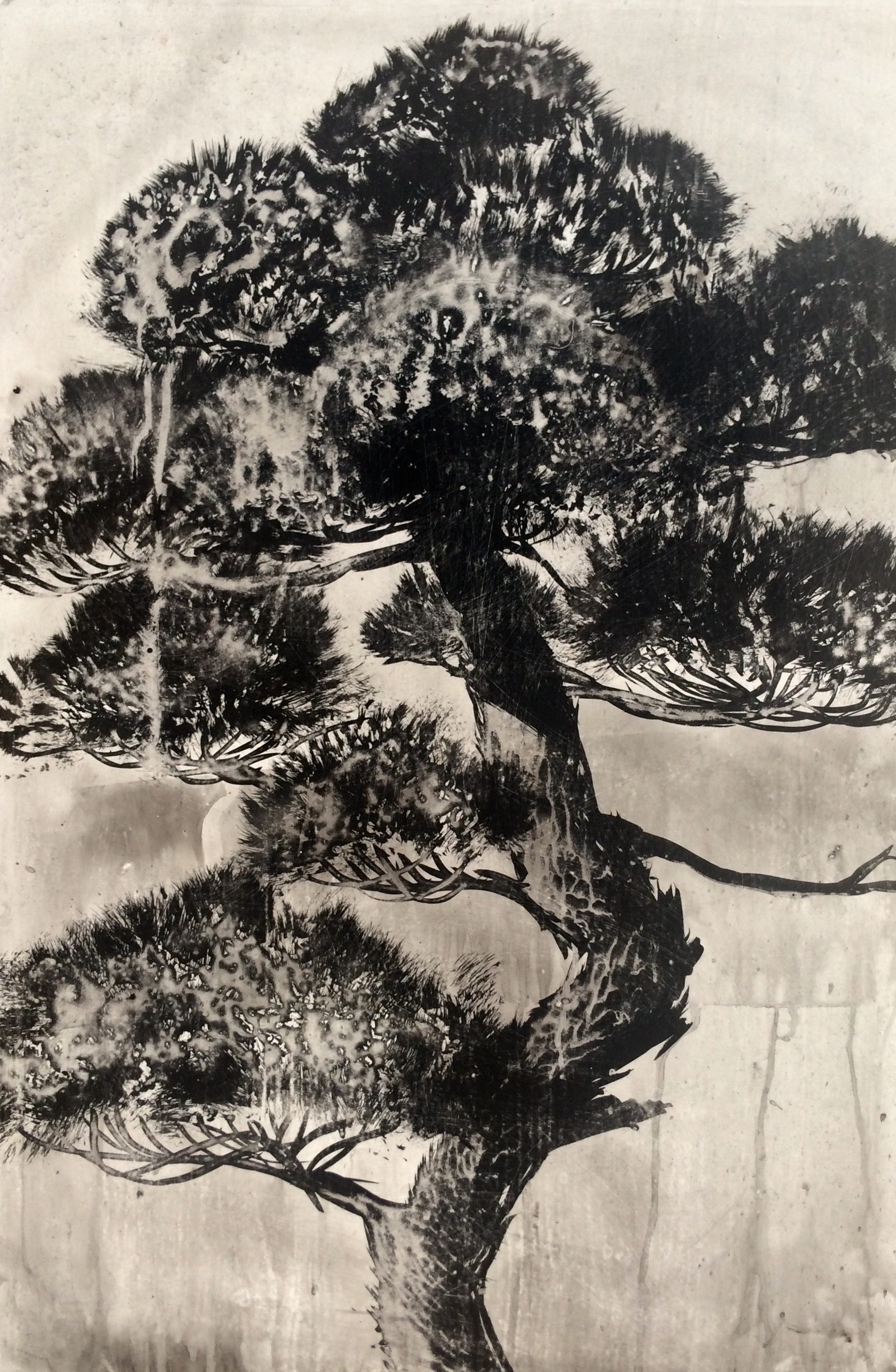 Juniper II