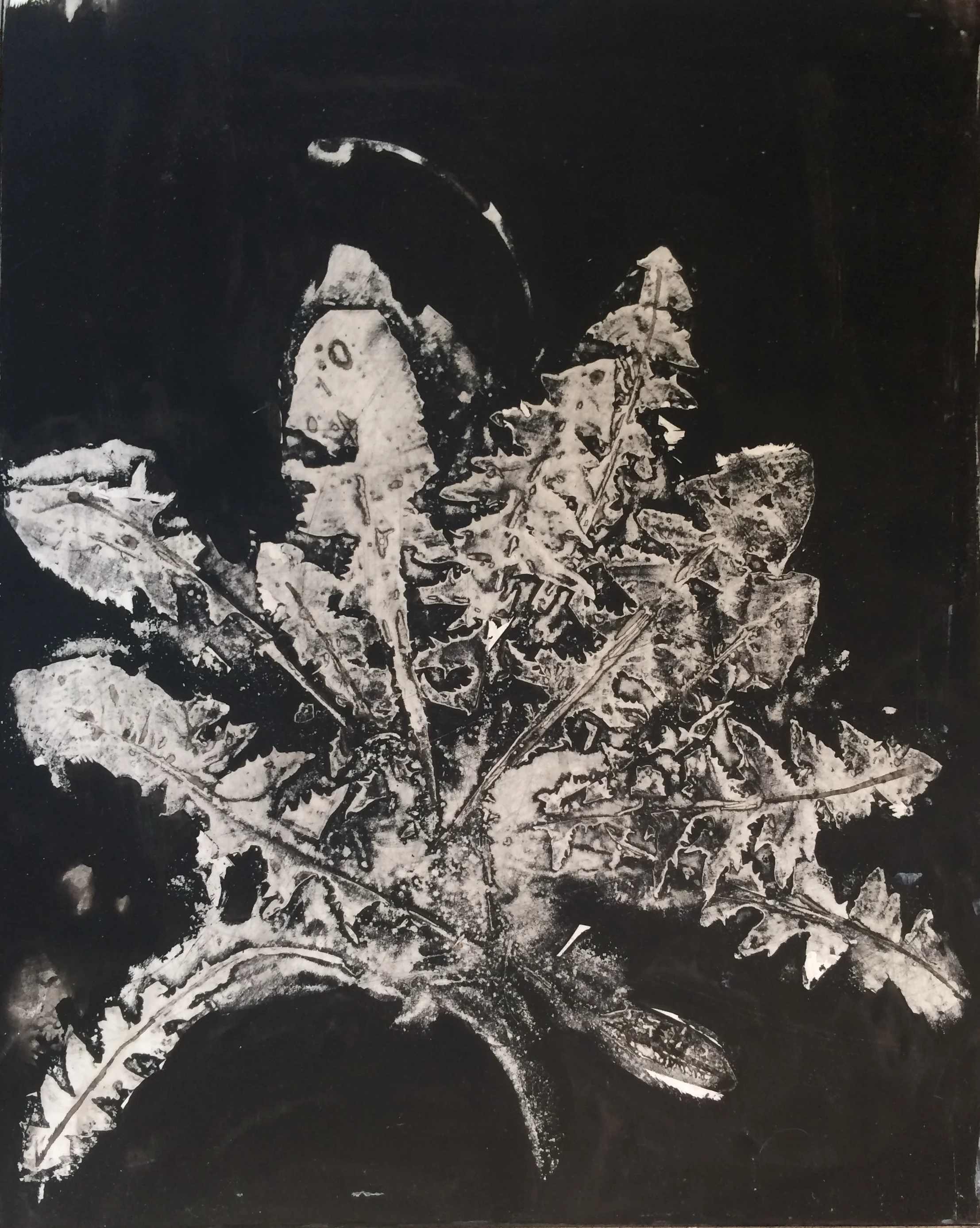 Dandelion II