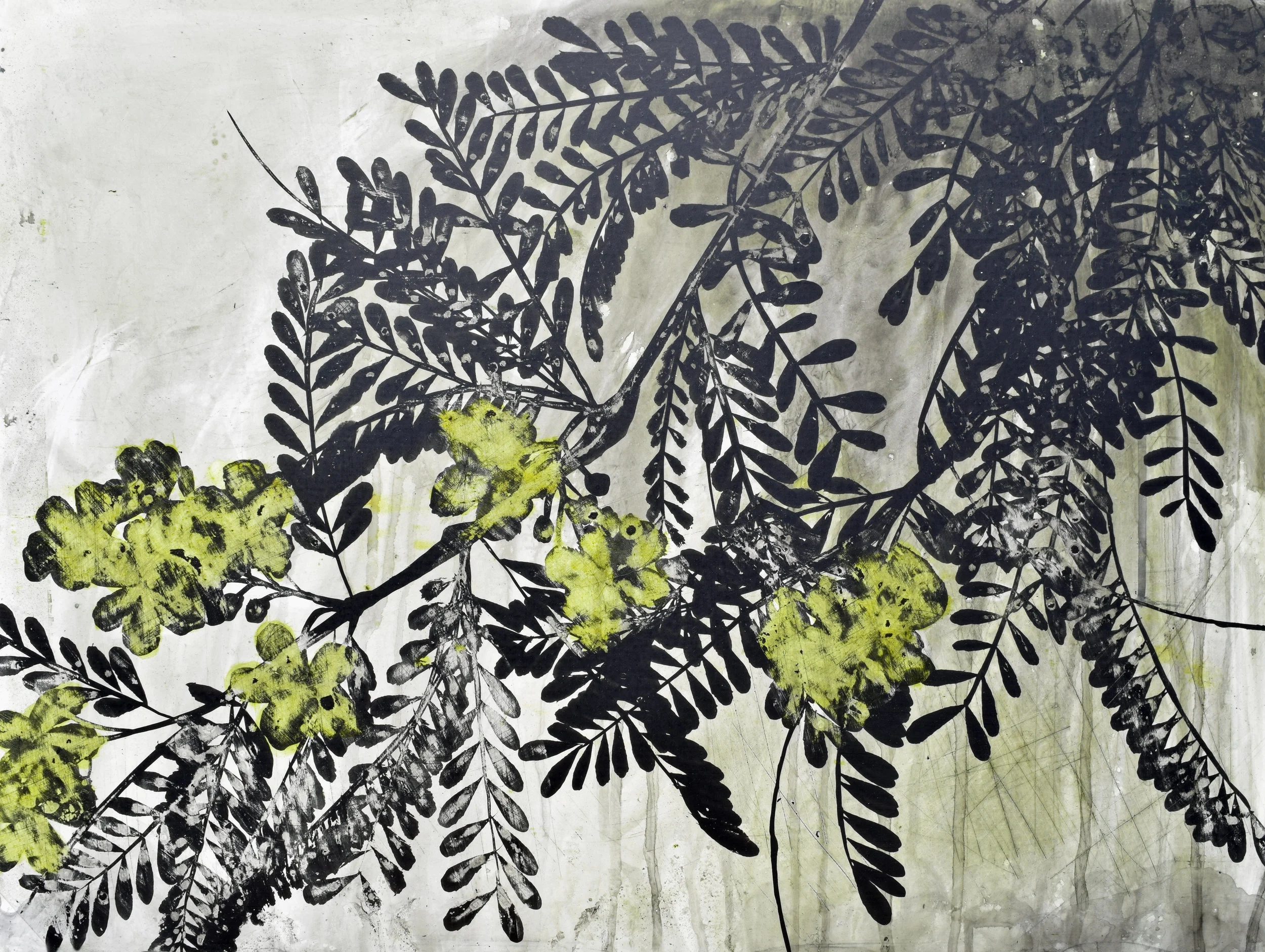 Palo verde