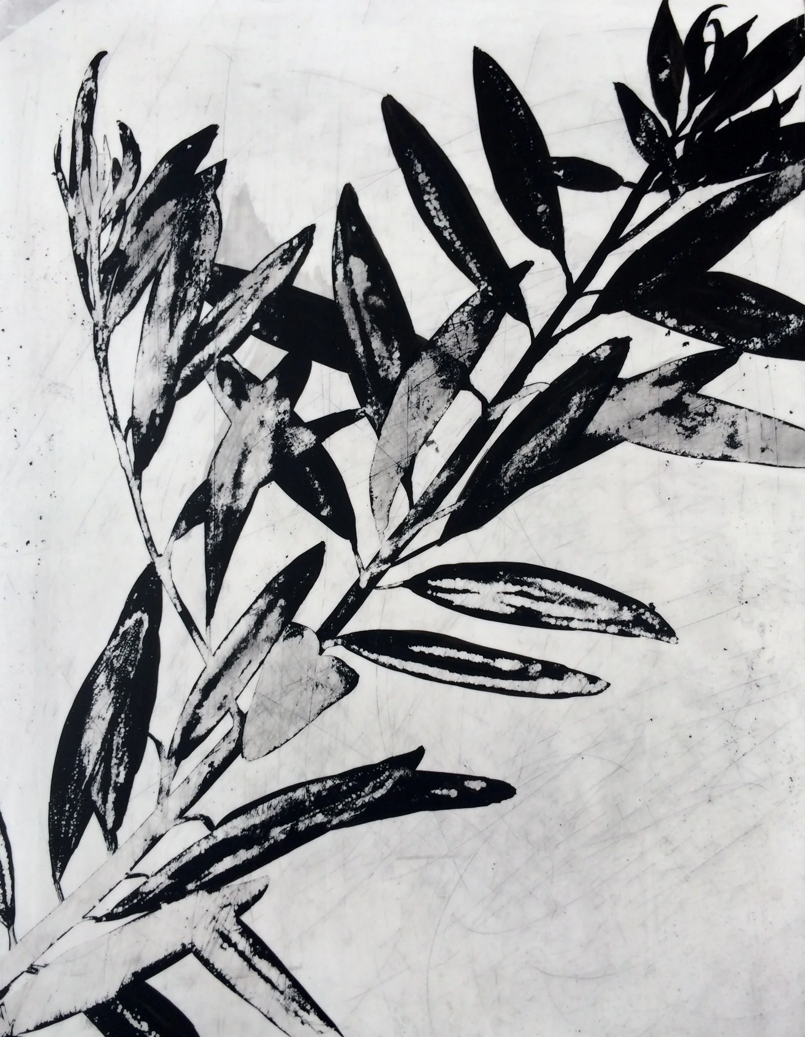 Olive IV