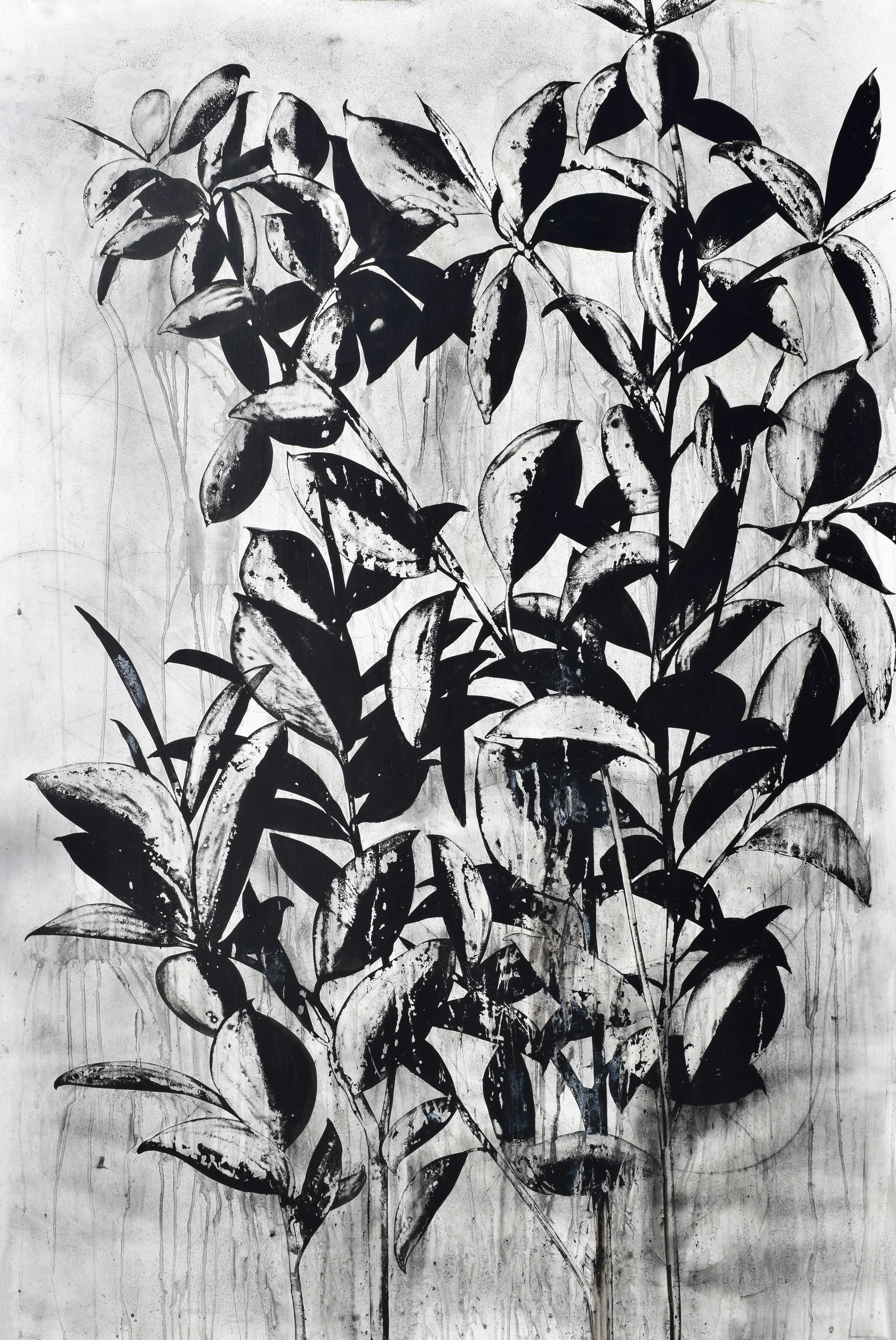 rubber tree plant