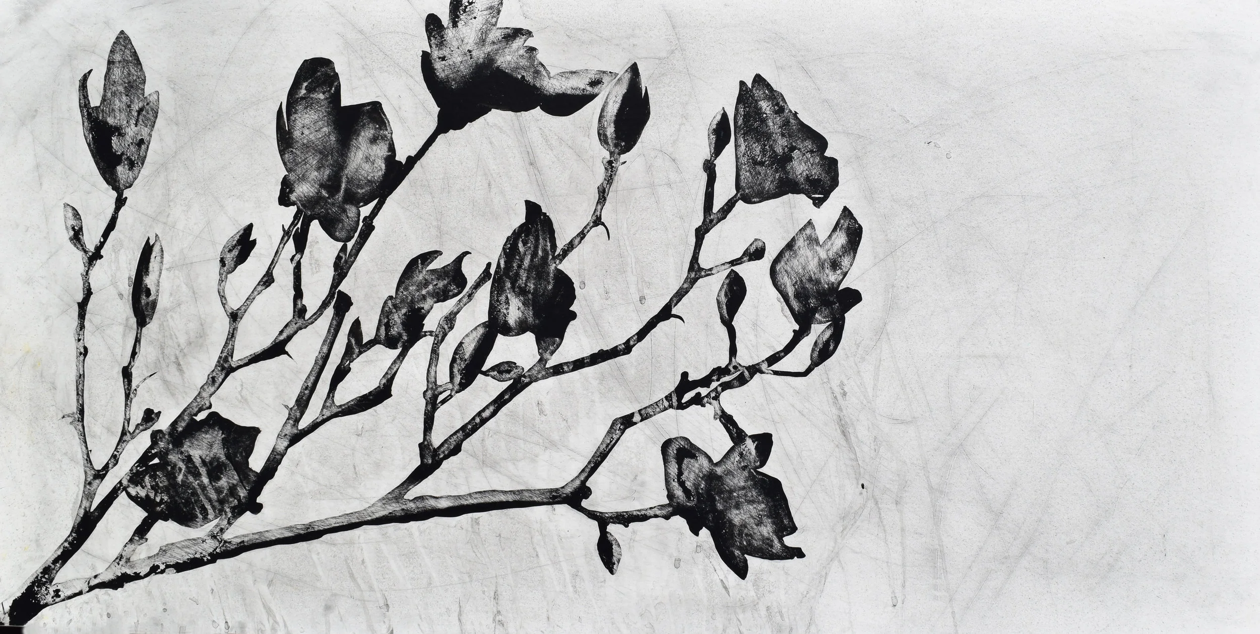 magnolia II