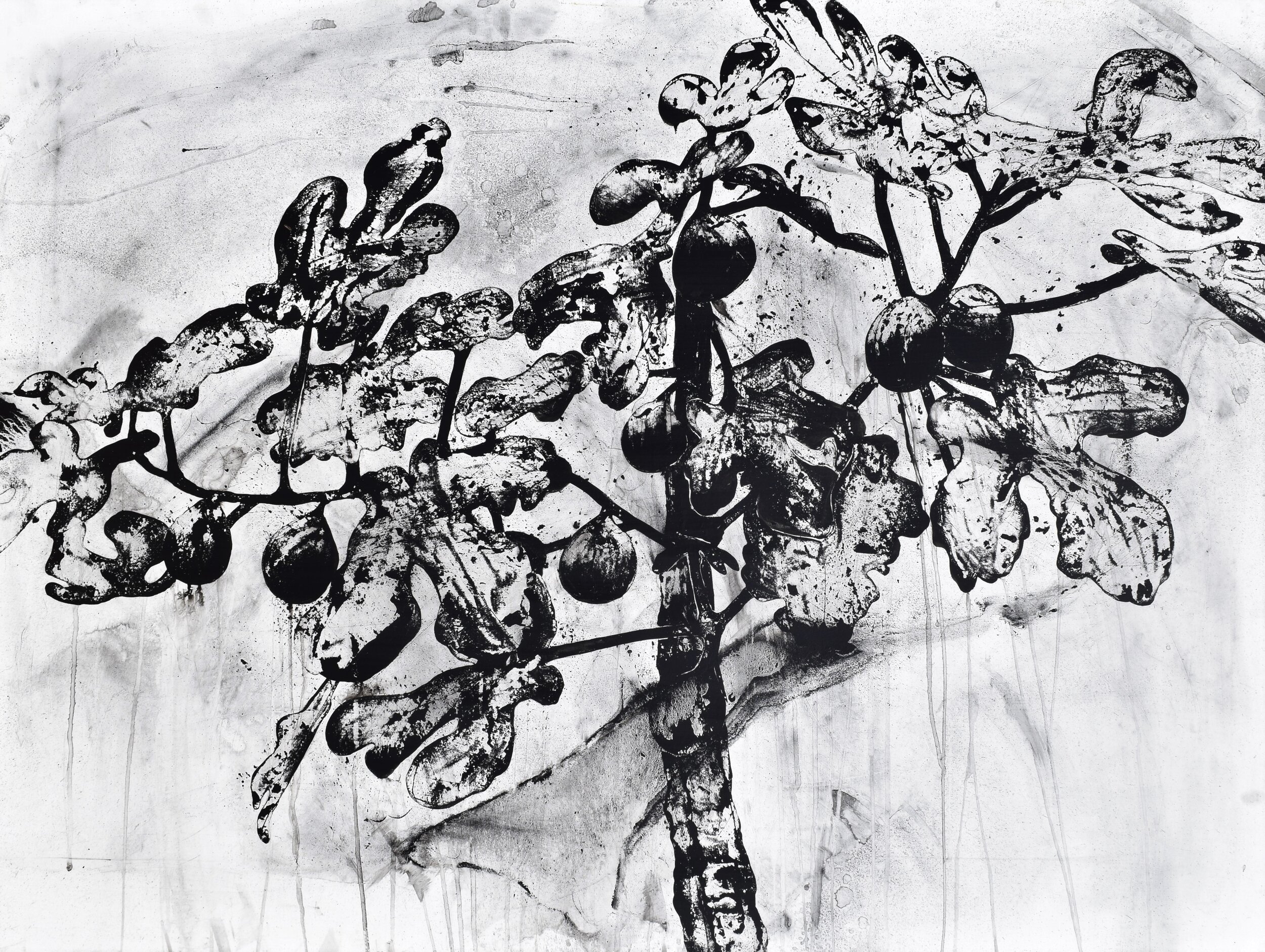 Fig (Copy)