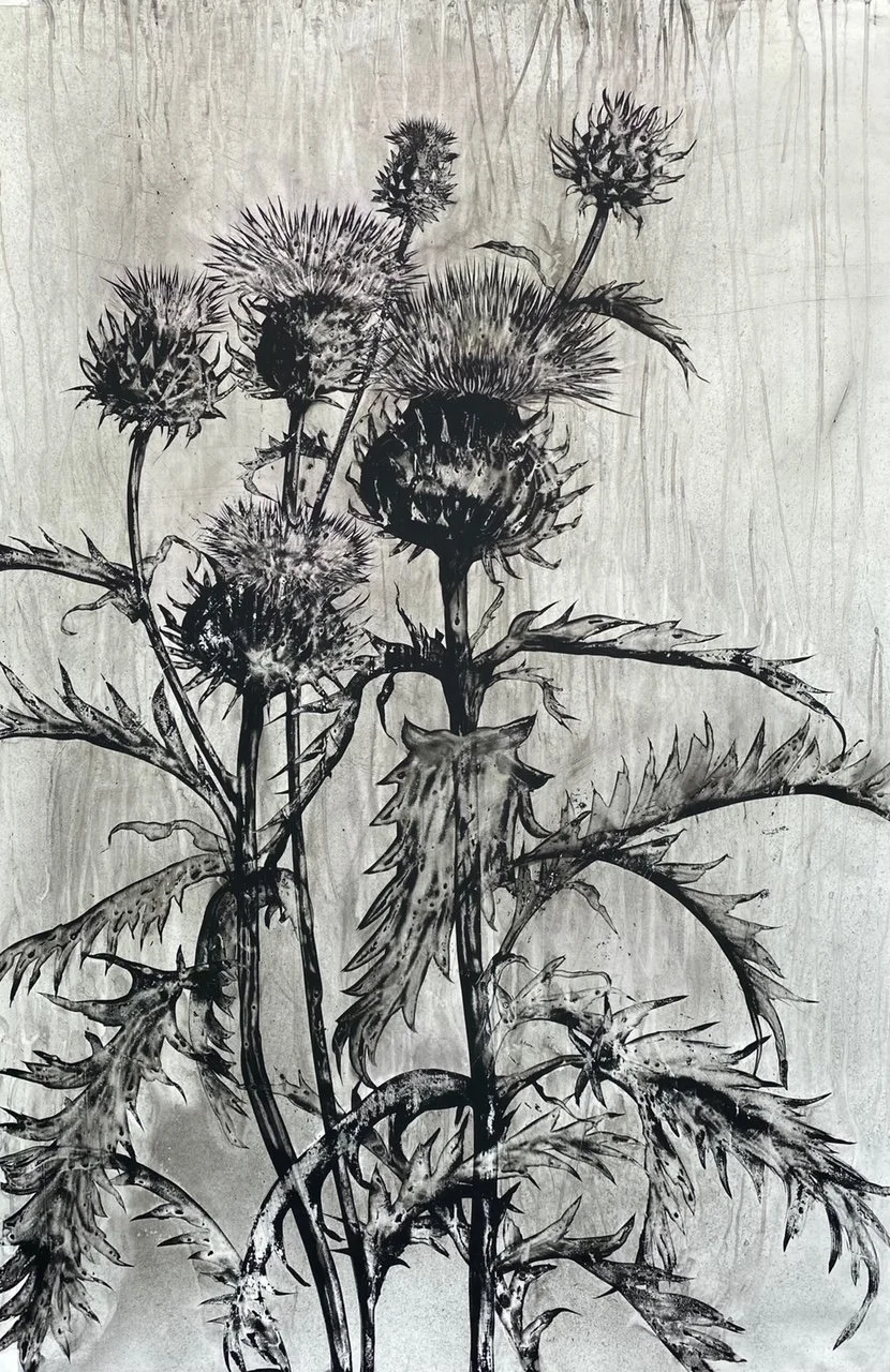 cardoon