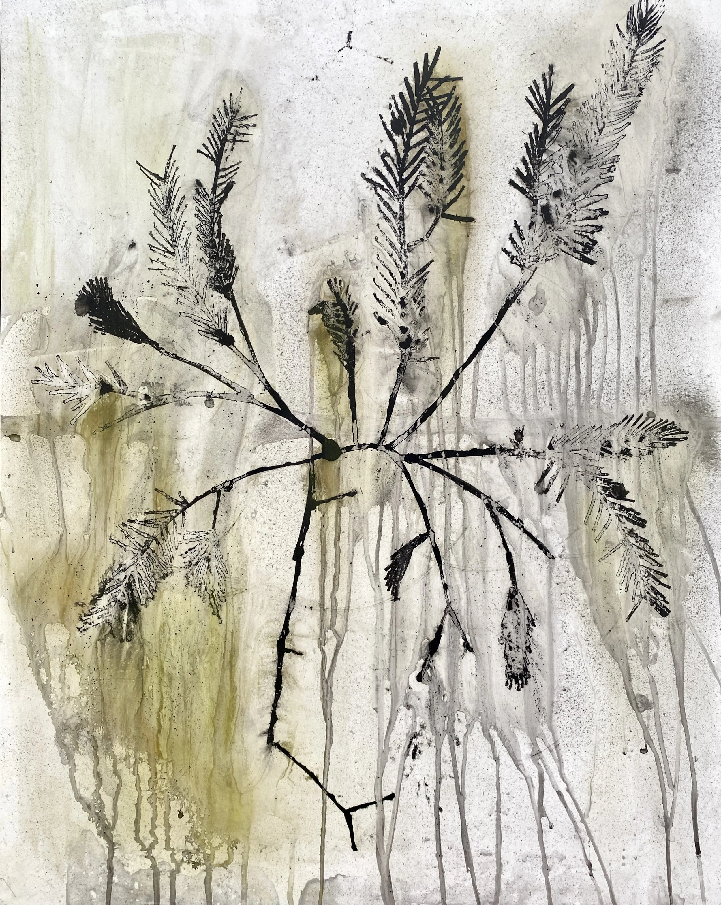 seaweed study II