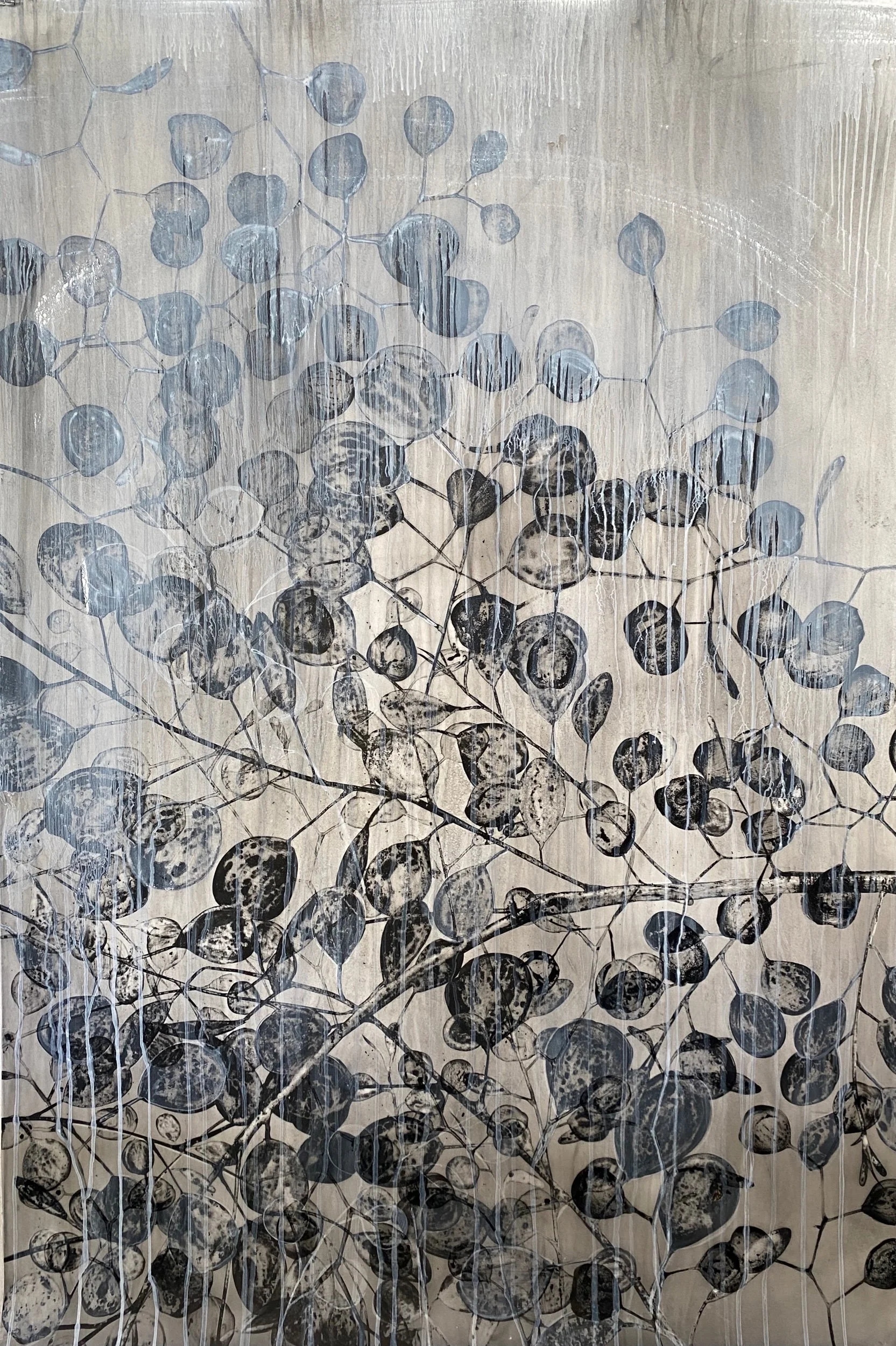 Silver dollar eucalyptus